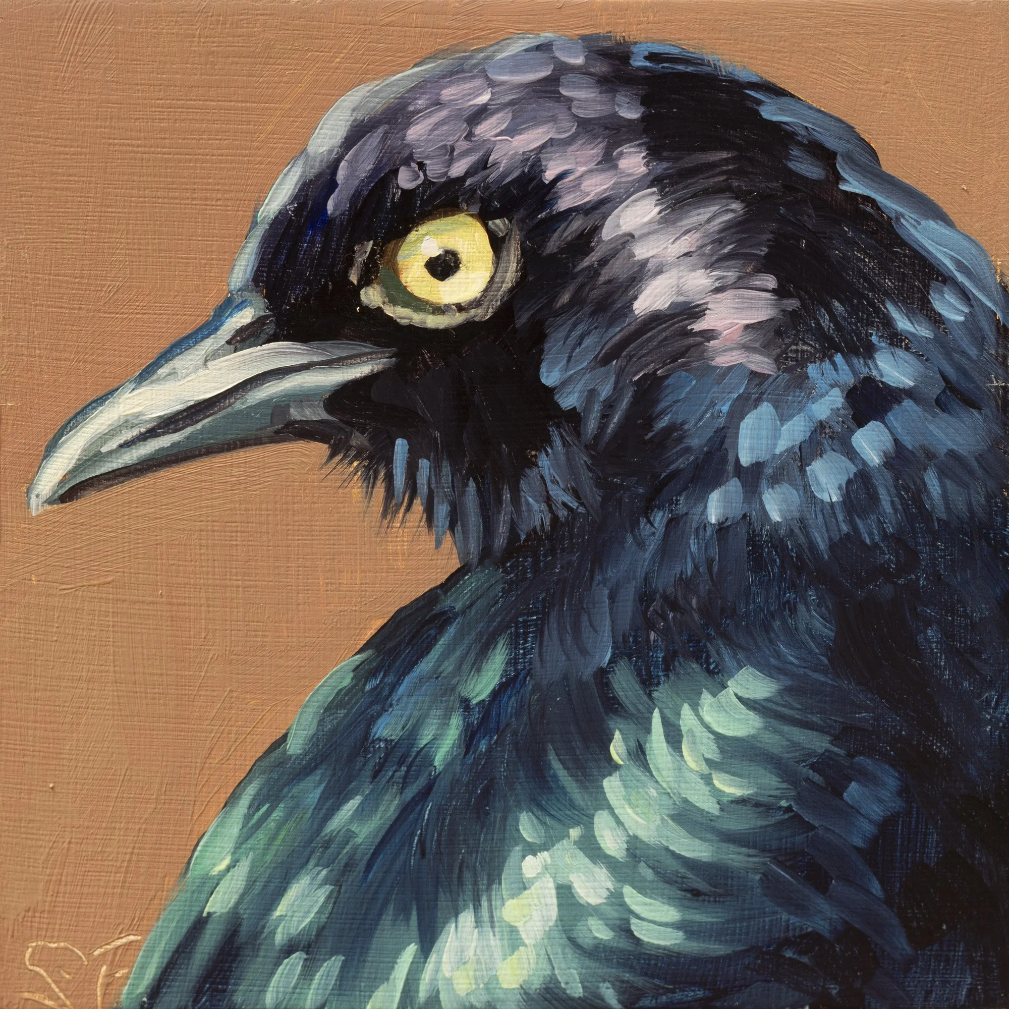 Brewer's Blackbird Portrait 7.jpg