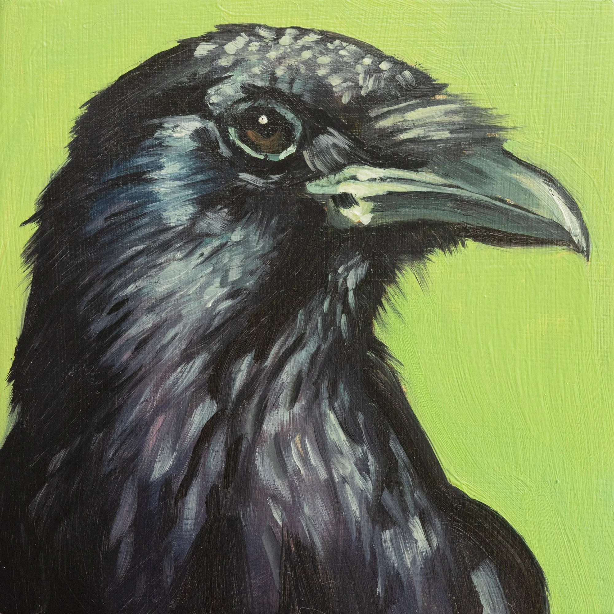 American Crow Portrait 6.jpg