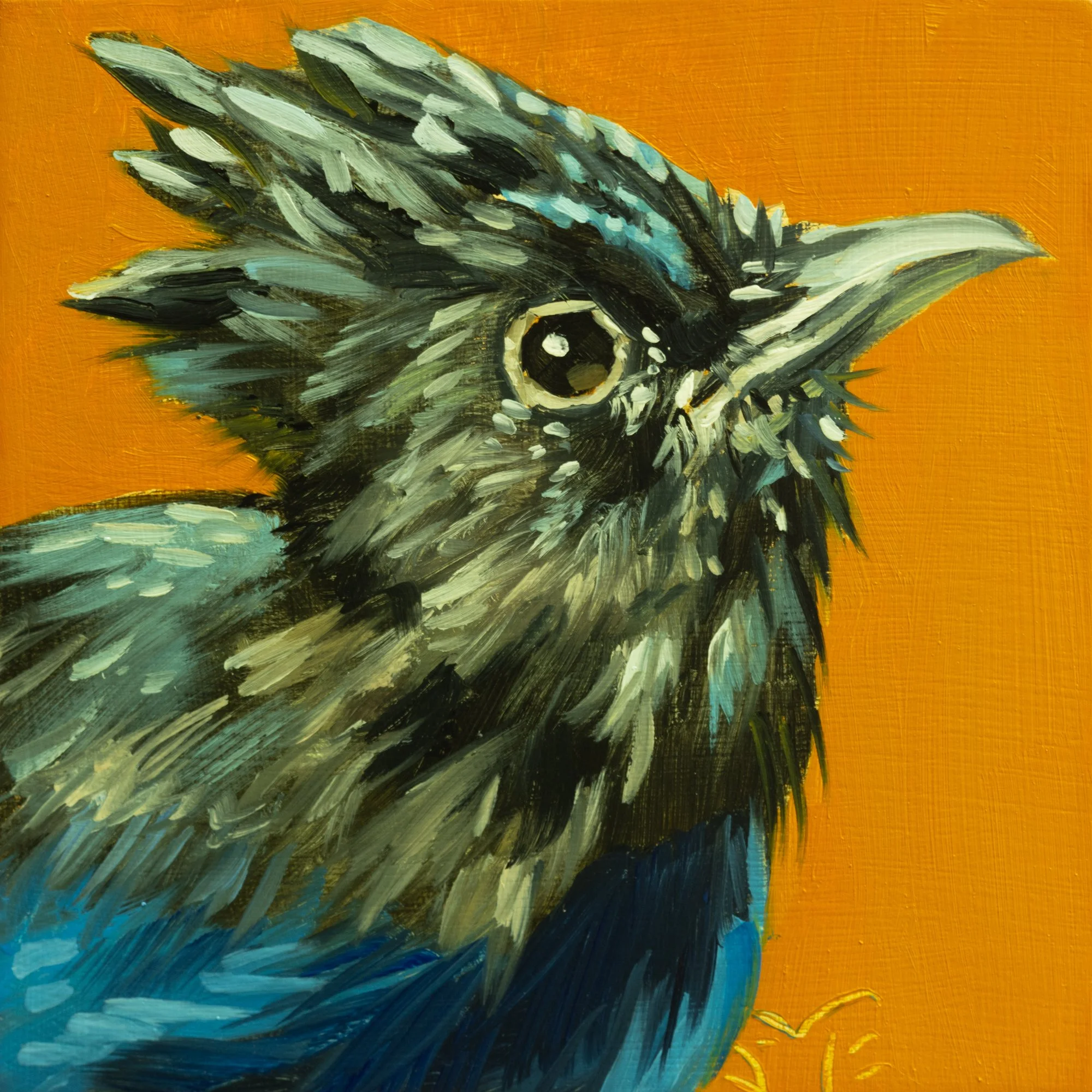 Steller's Jay Portrait 14.jpg