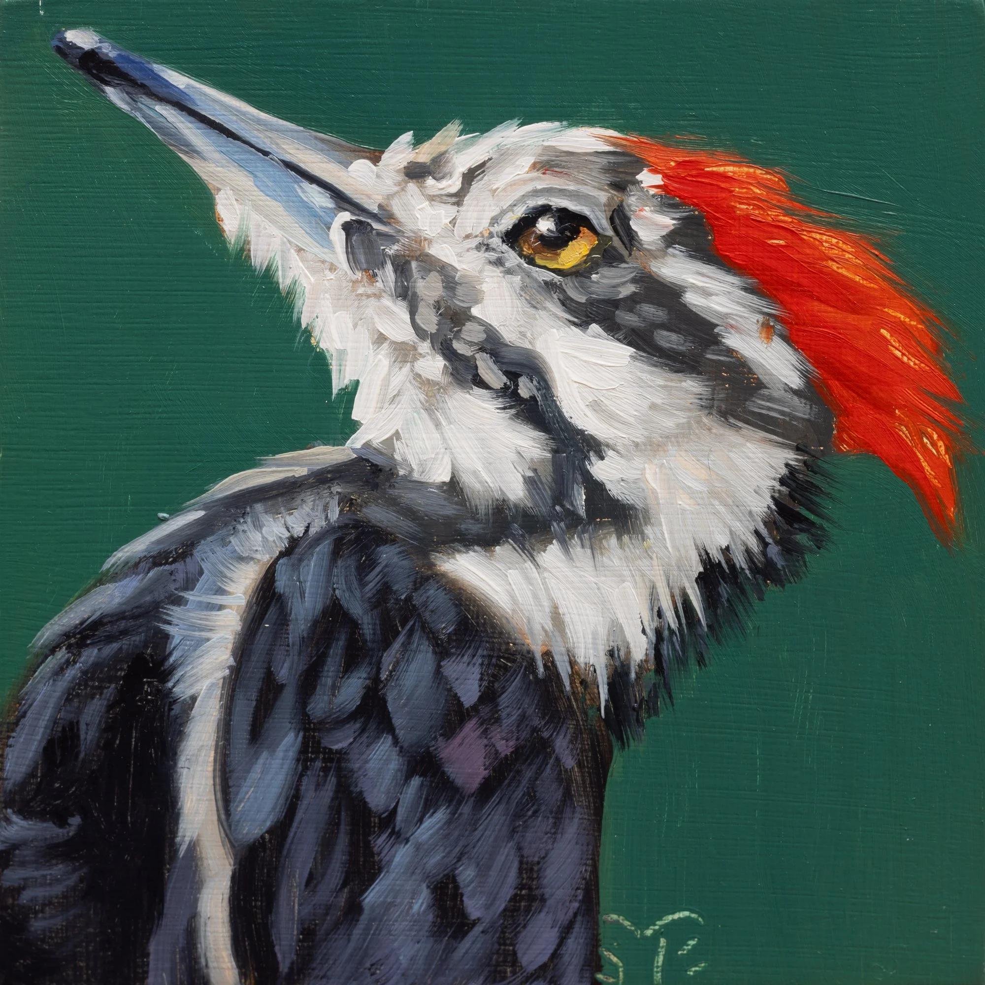 Pileated Woodpecker Portrait 4.jpg
