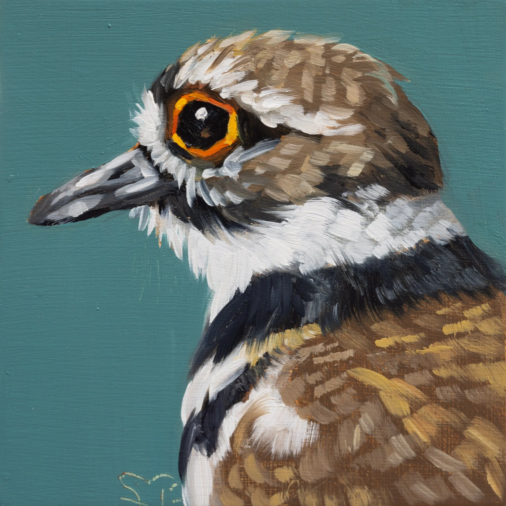 Killdeer Portrait 7.jpg