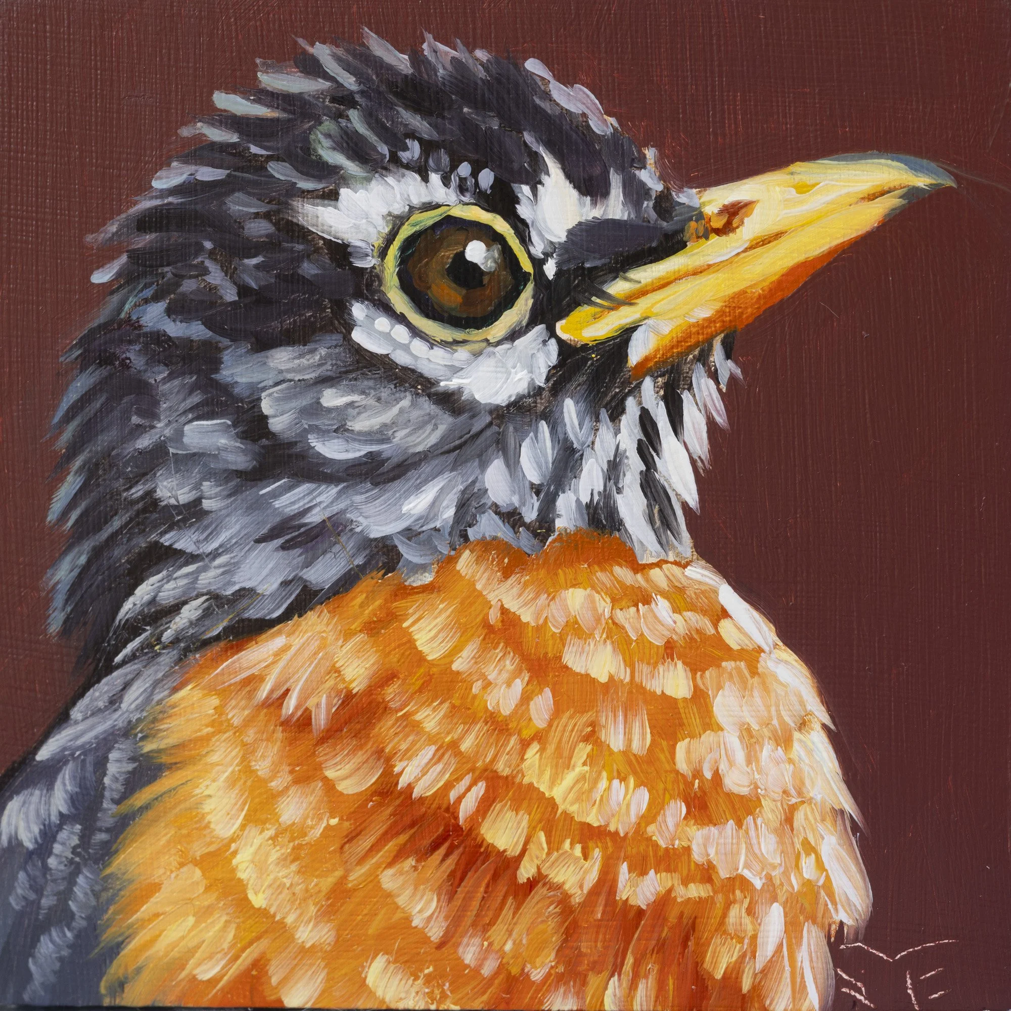 American Robin Portrait 8.jpg