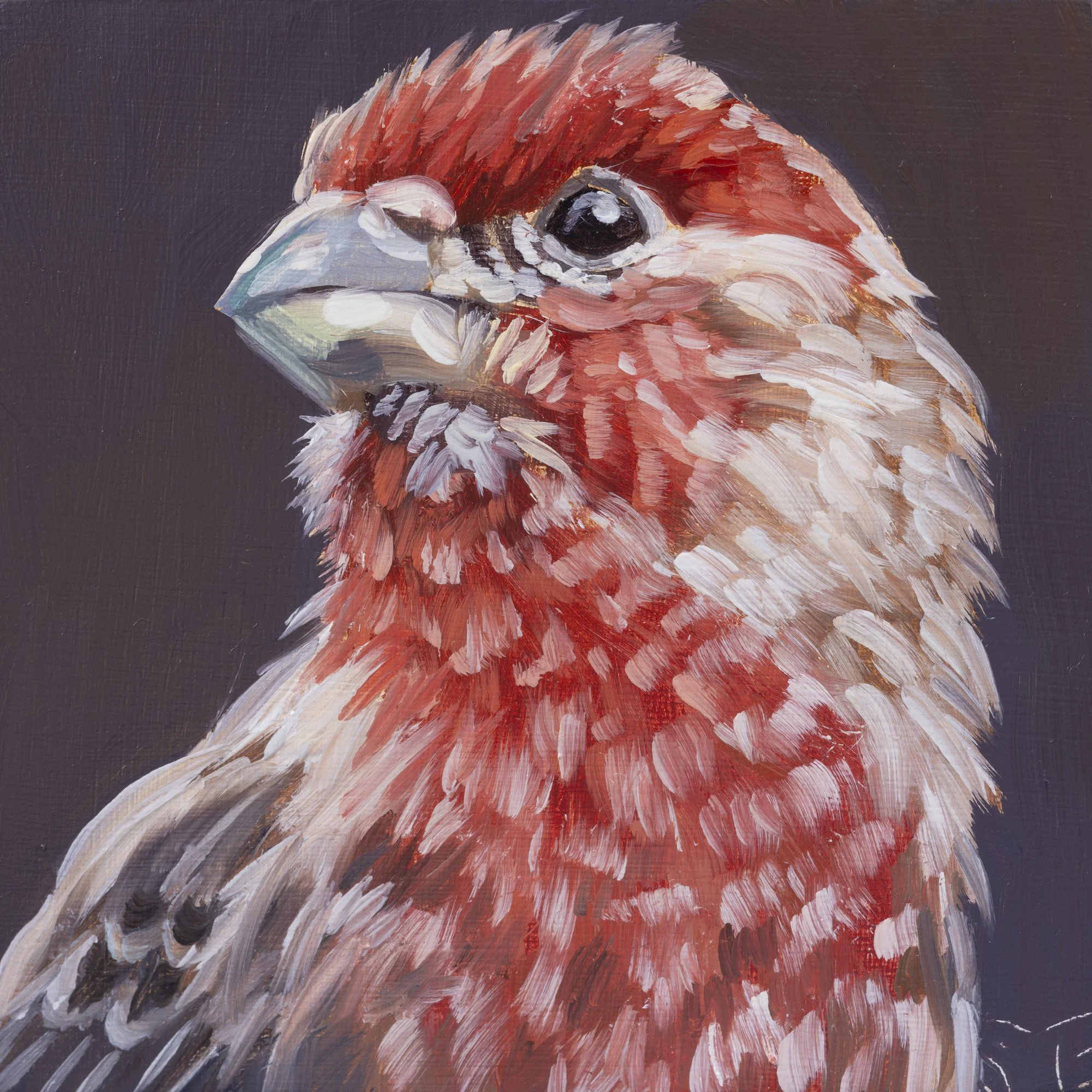 House Finch Portrait 9.jpg
