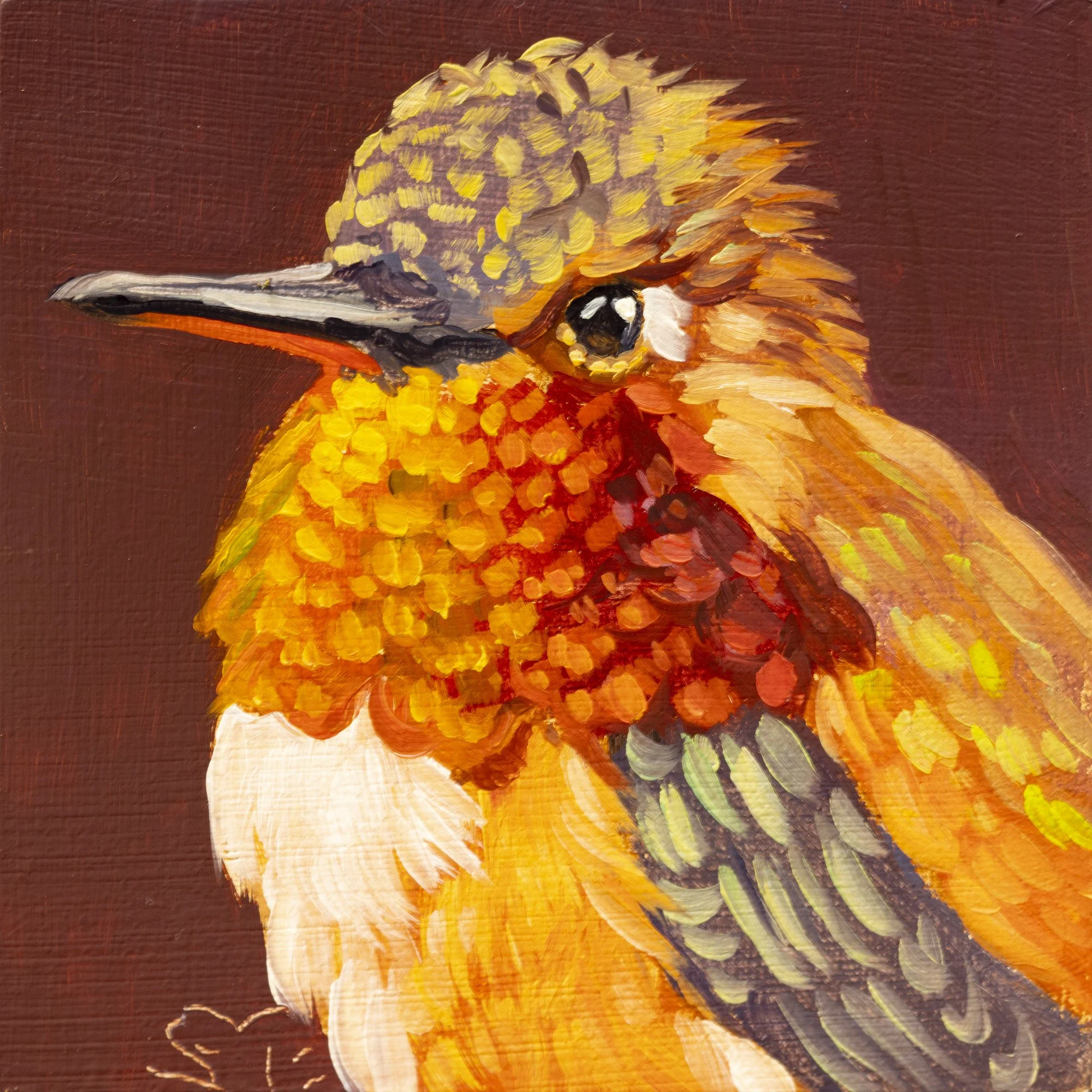 Rufous Hummingbird Portrait 2.jpg