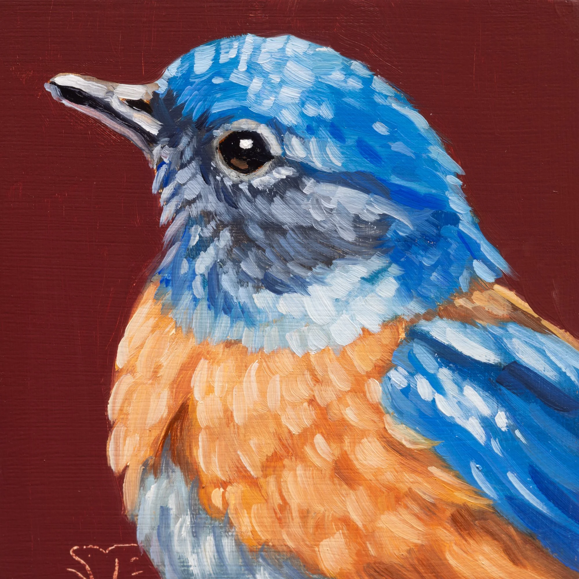 Western Bluebird Portrait 7.jpg