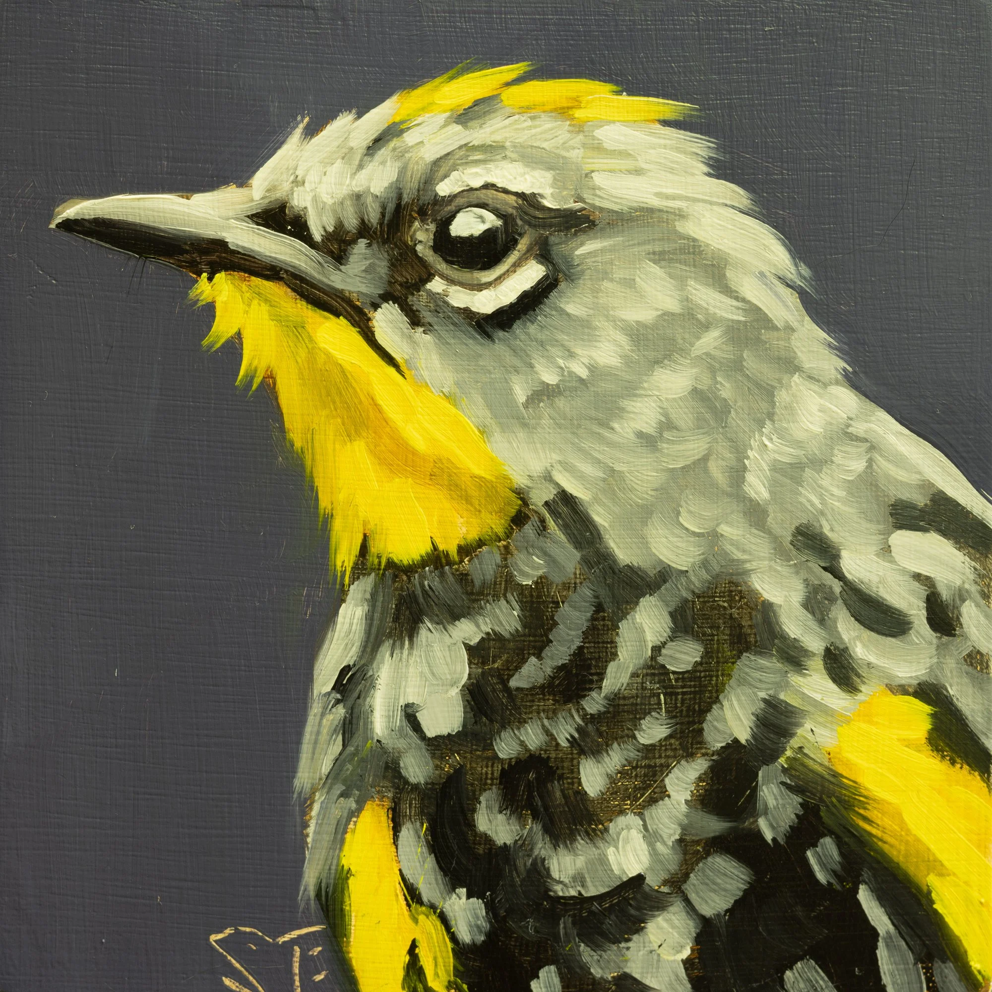 Yellow-rumped Warbler Portrait 4.jpg
