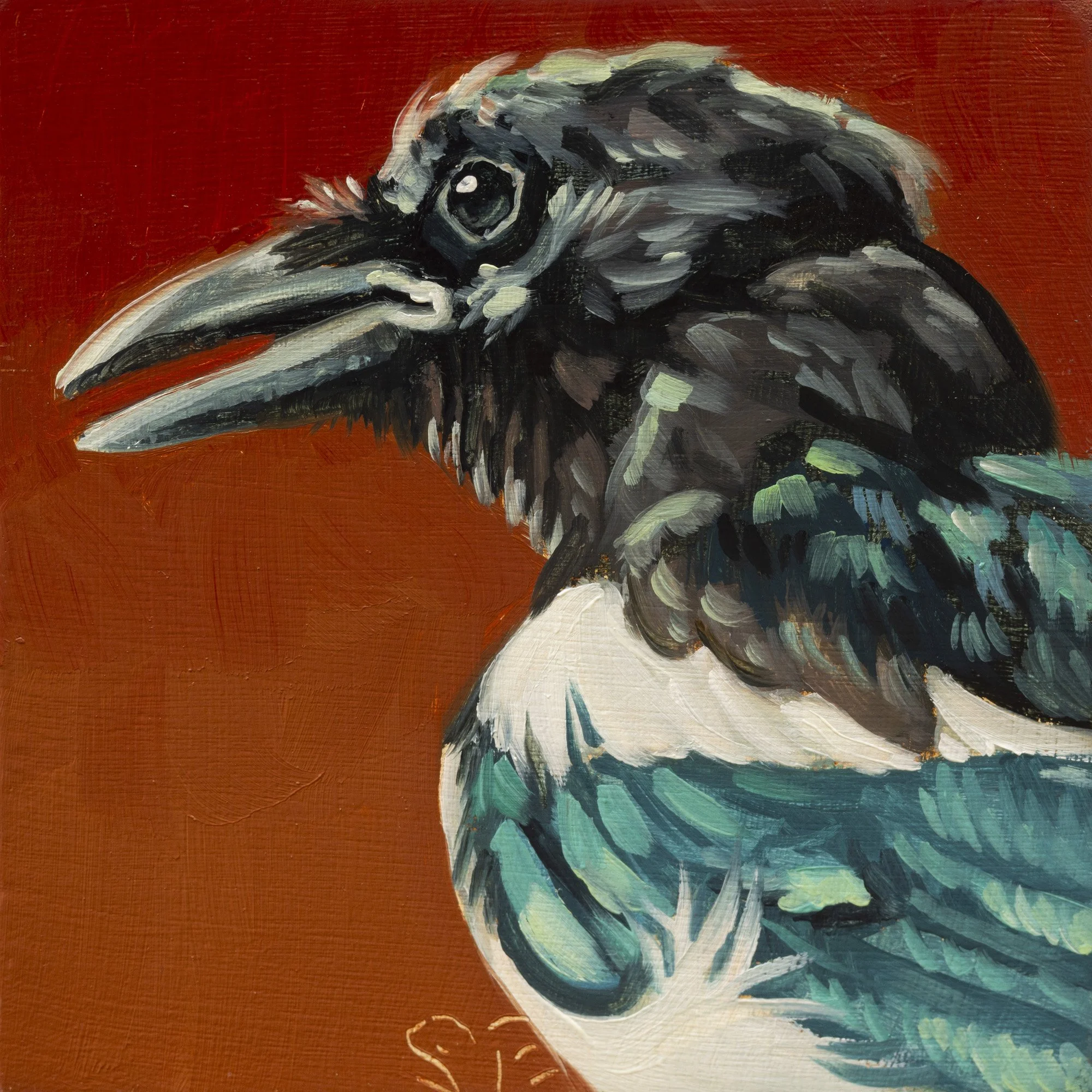 Black-billed Magpie Portrait 8.jpg