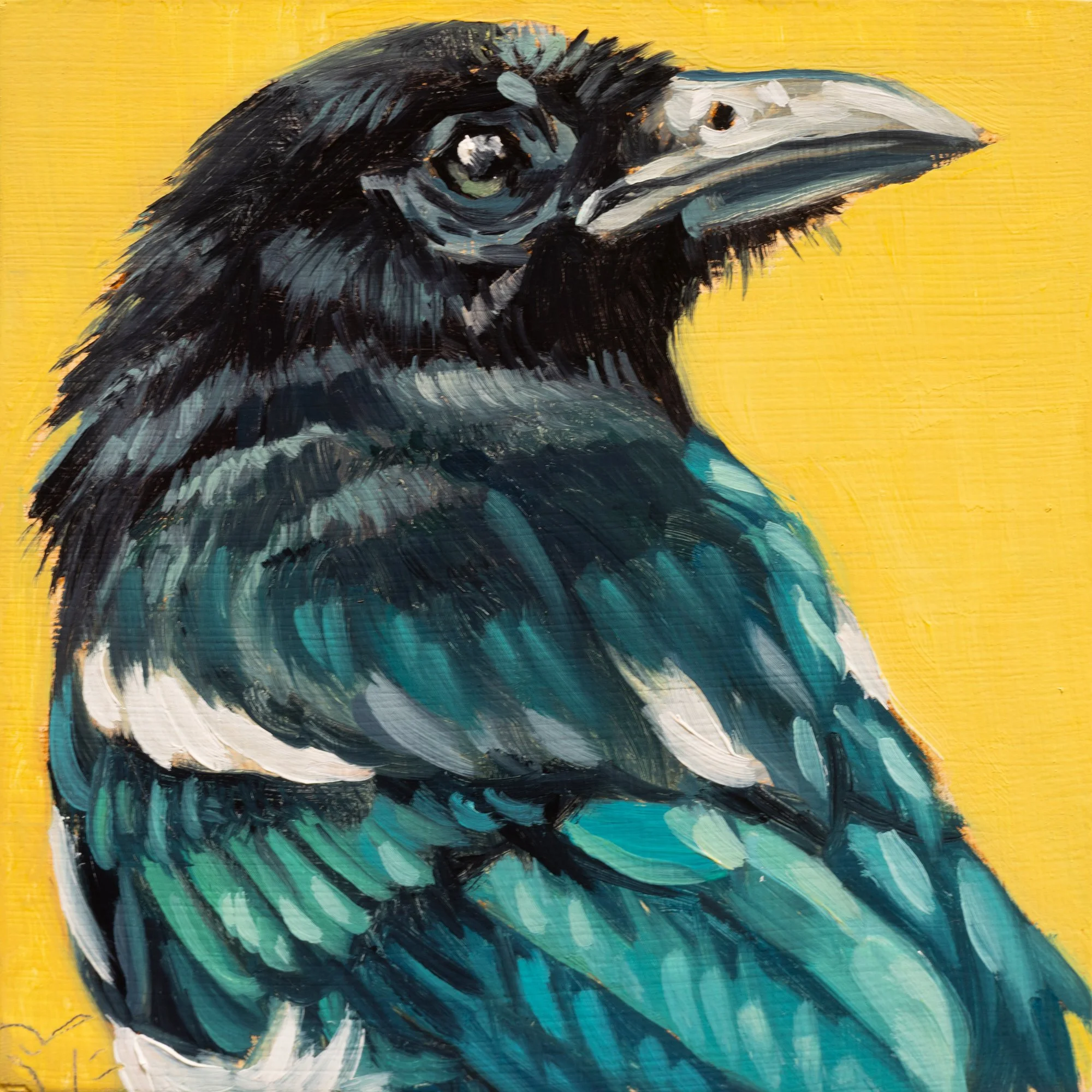 Black-billed Magpie Portrait 7.jpg