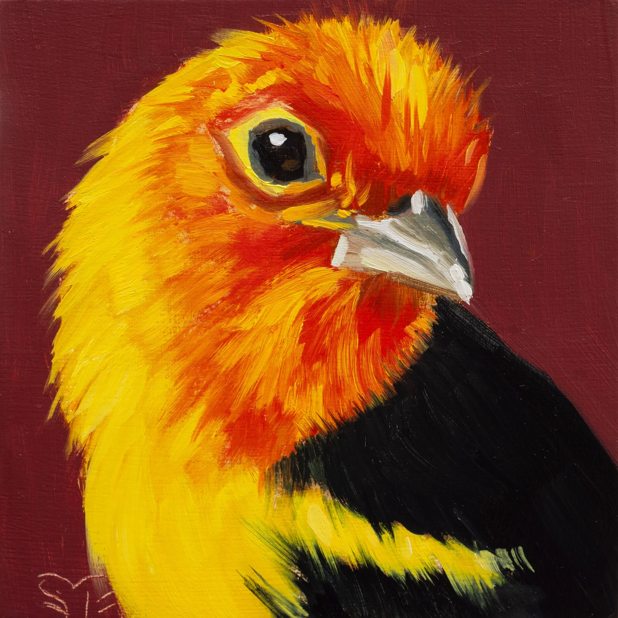 Western Tanager Portrait 14.jpg