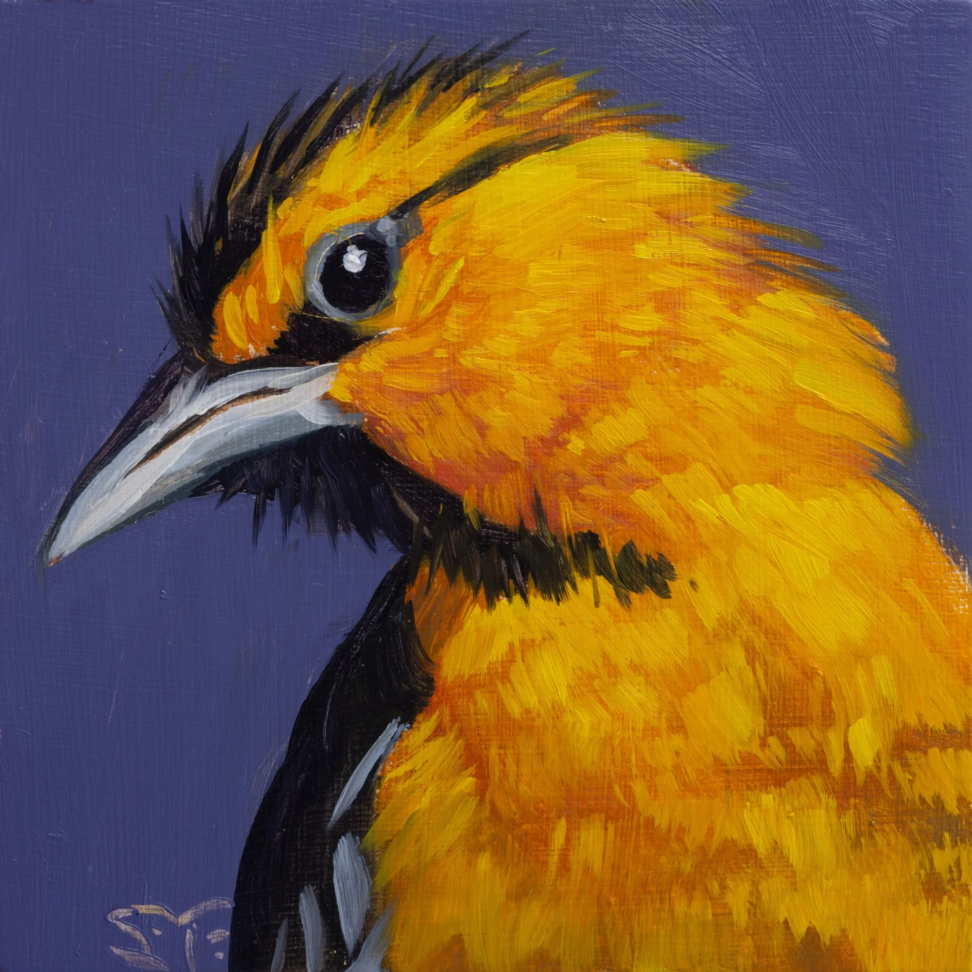 Bullock's Oriole Portrait 7.jpg
