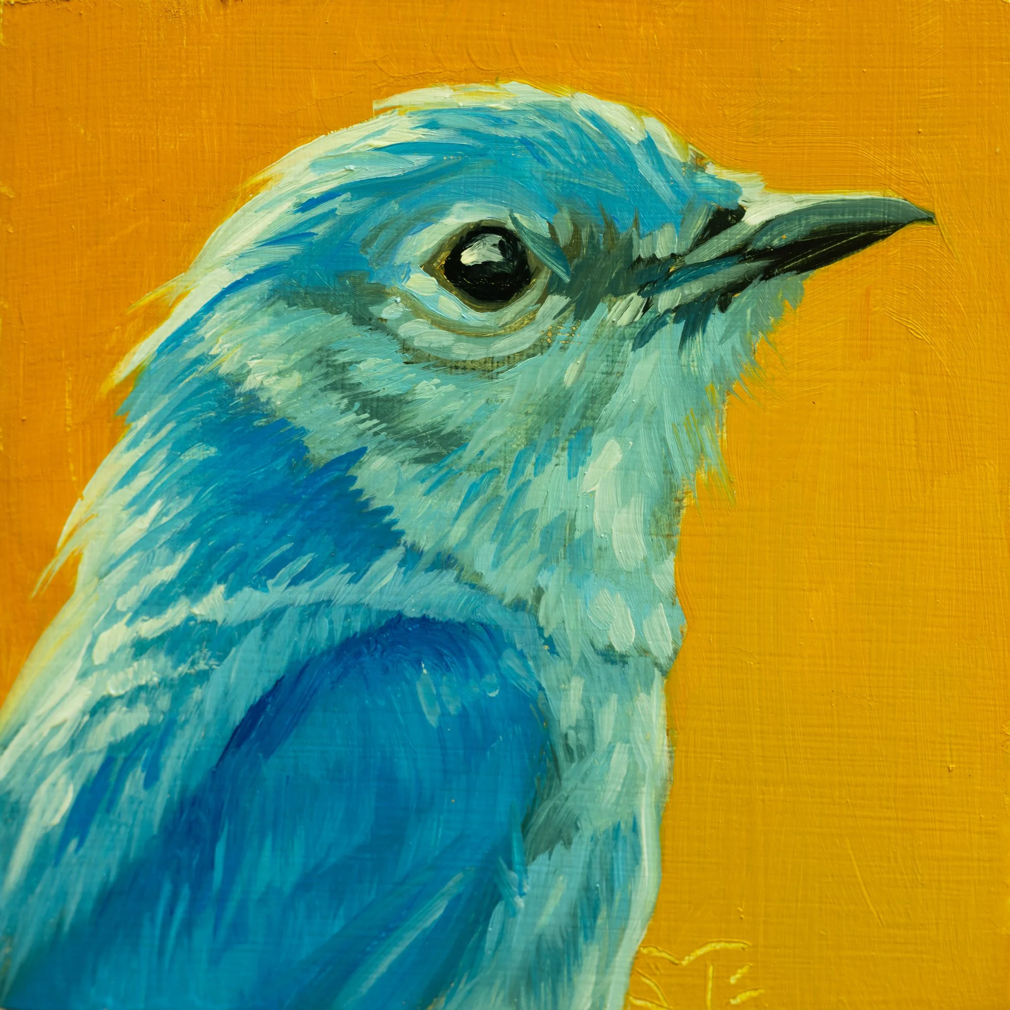 Mountain Bluebird Portrait 1.jpg