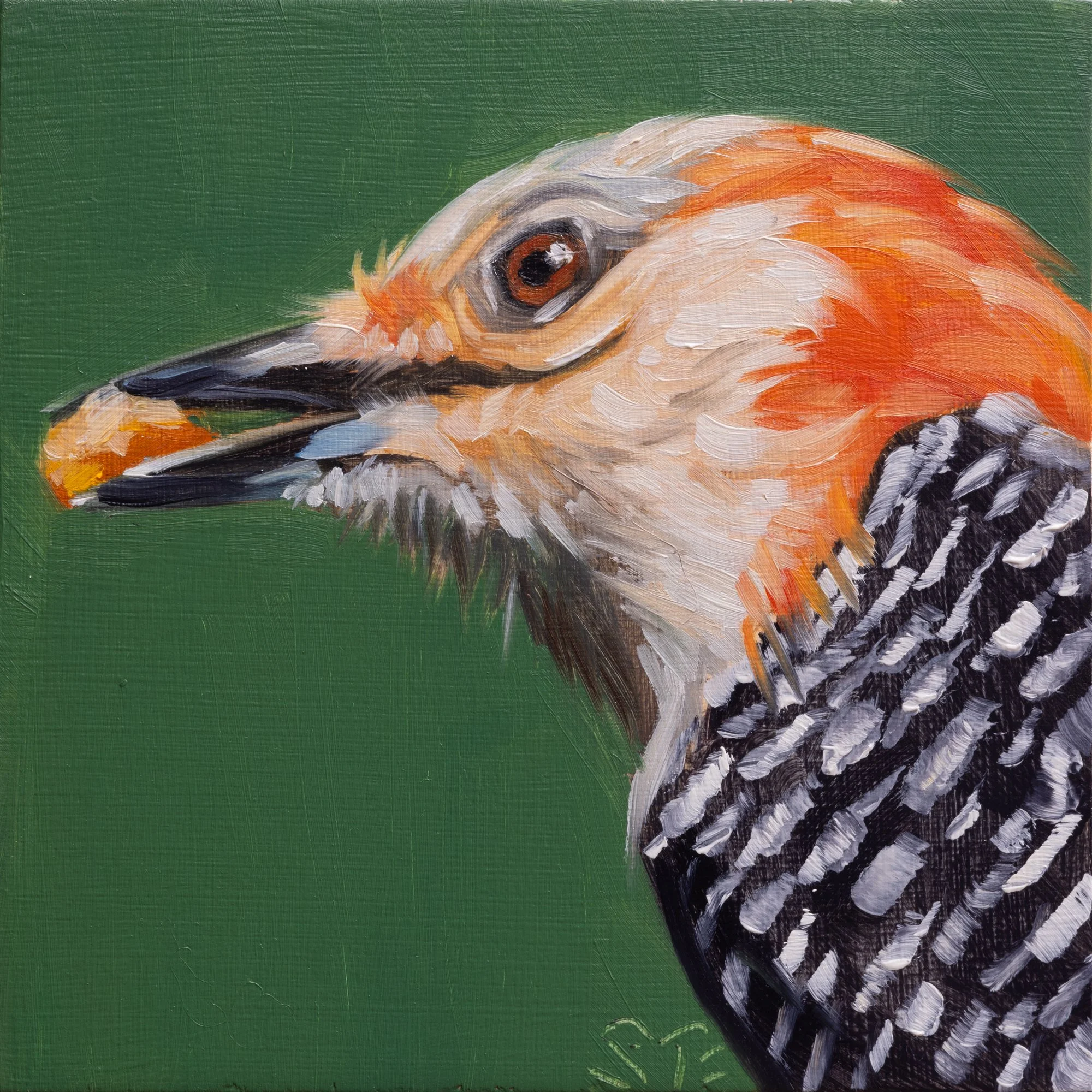 Red-bellied Woodpecker Portrait 1.jpg