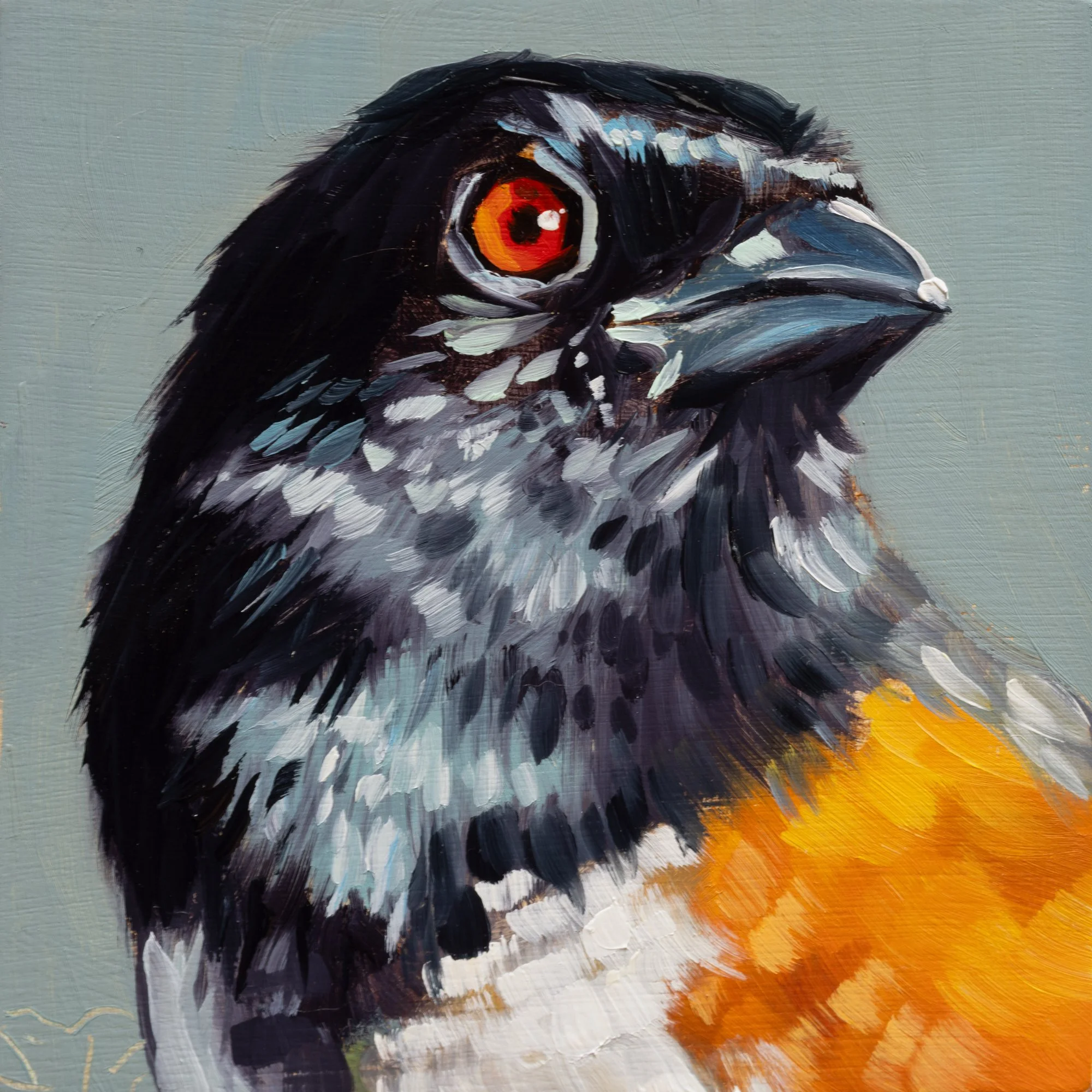 Spotted Towhee Portrait 9.jpg