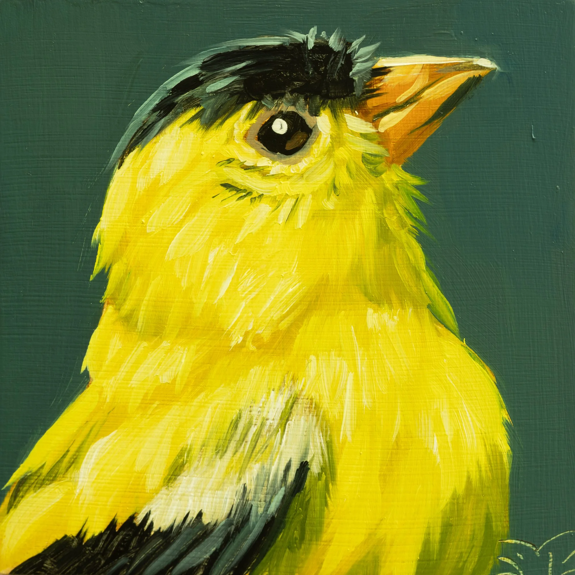 American Goldfinch Portrait 15.jpg