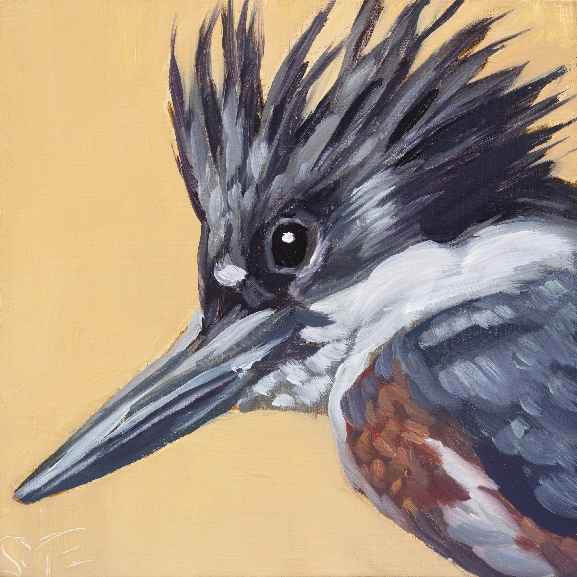 Belted Kingfisher Portrait 16.jpg