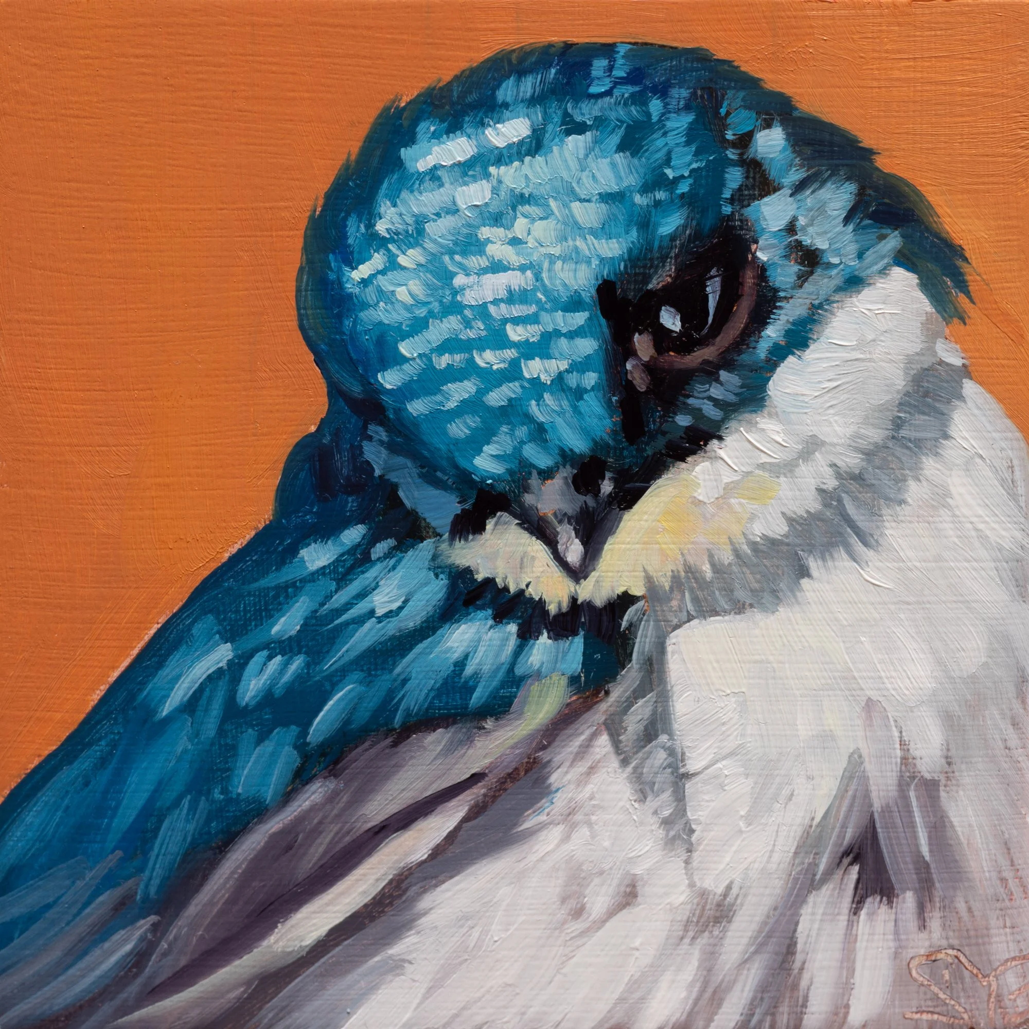 Tree Swallow Portrait 3.jpg