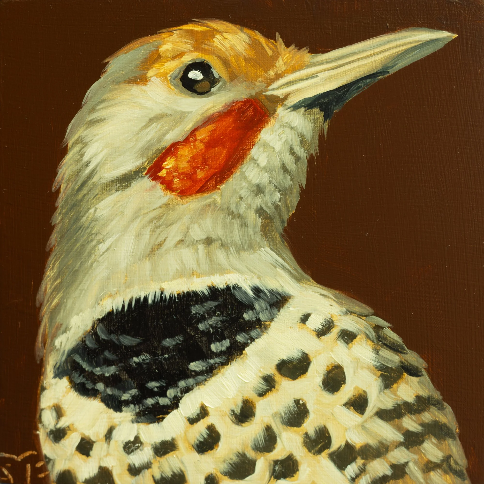 Northern Flicker Portrait 9.jpg
