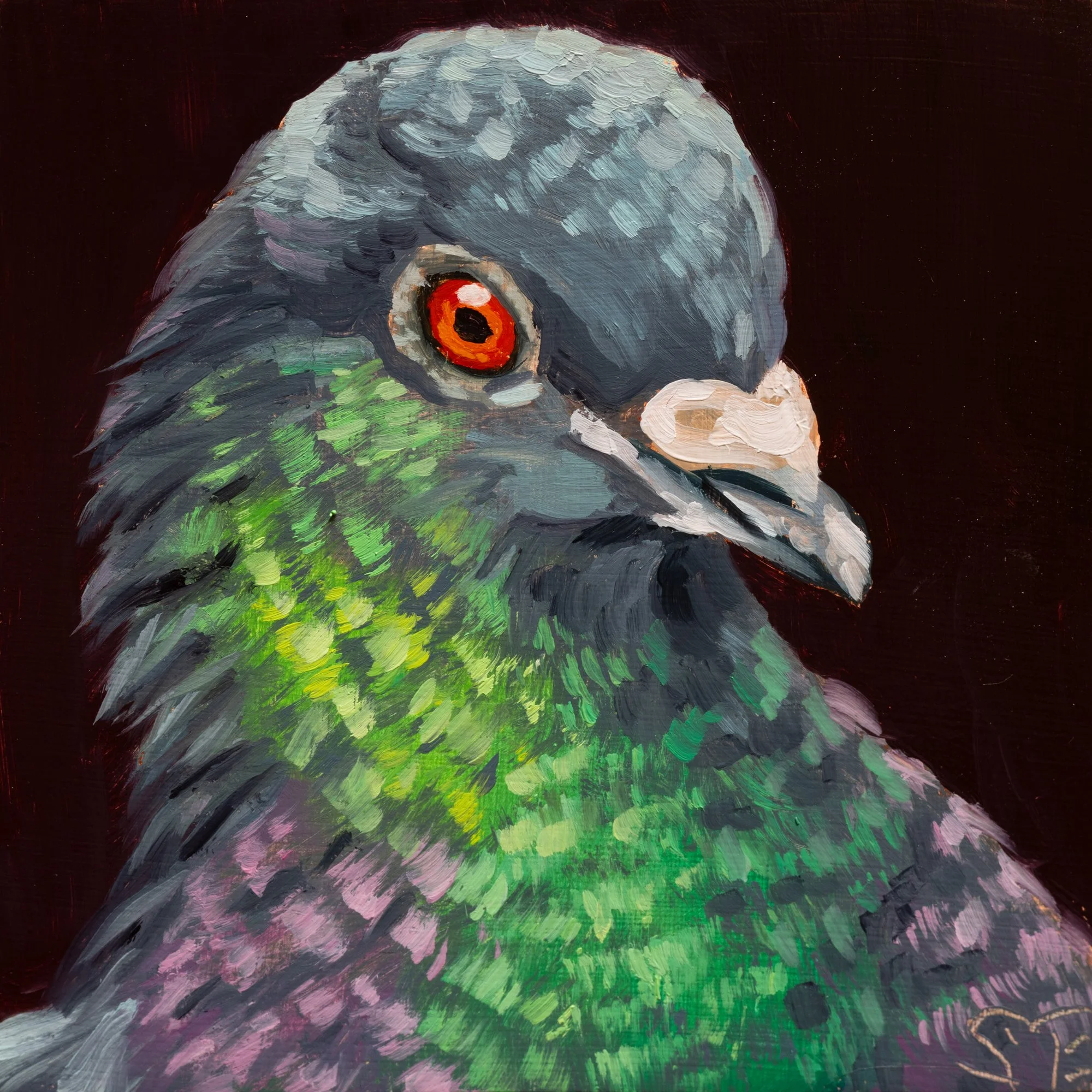 Rock Pigeon Portrait 9.jpg