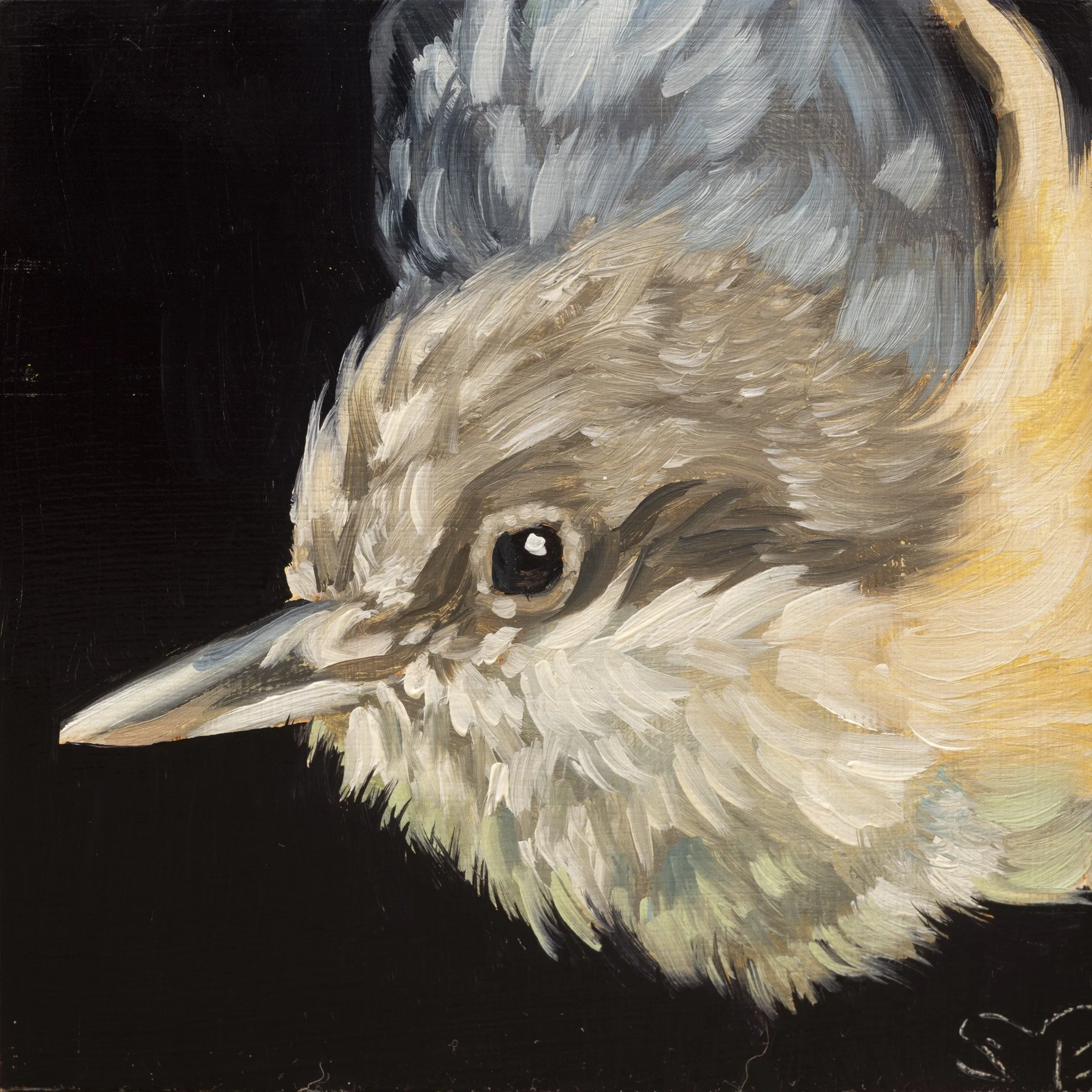 Pygmy Nuthatch Portrait 9.jpg