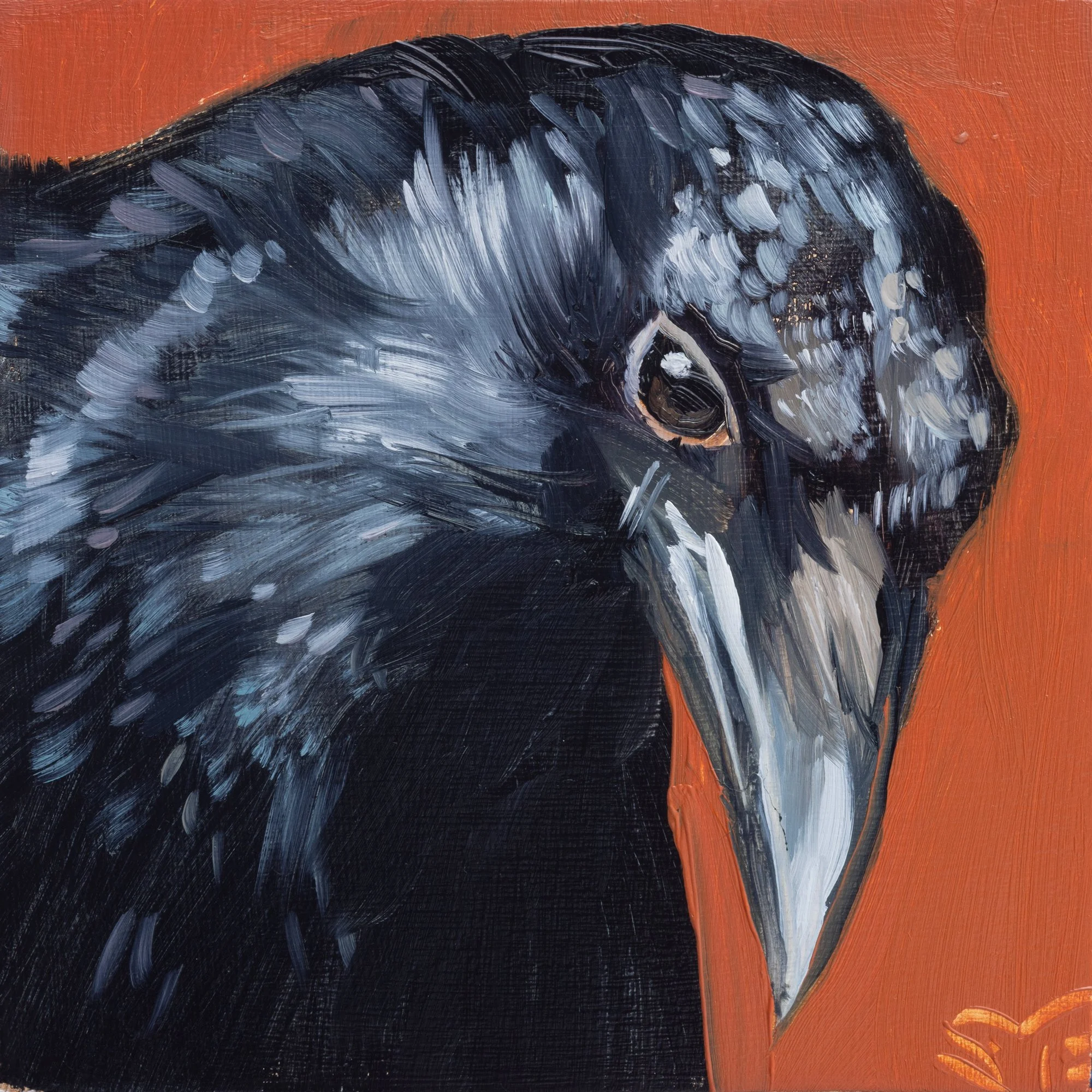 American Crow Portrait 11.jpg