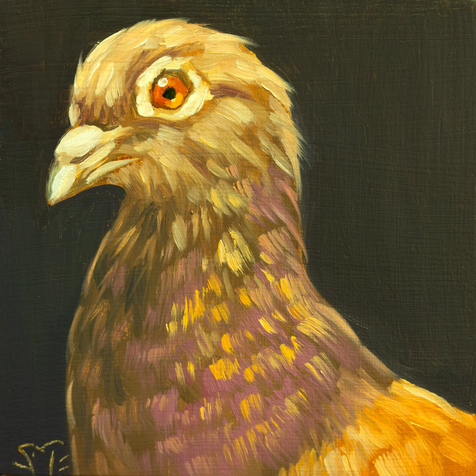 Rock Pigeon Redbar Portrait 1.jpg