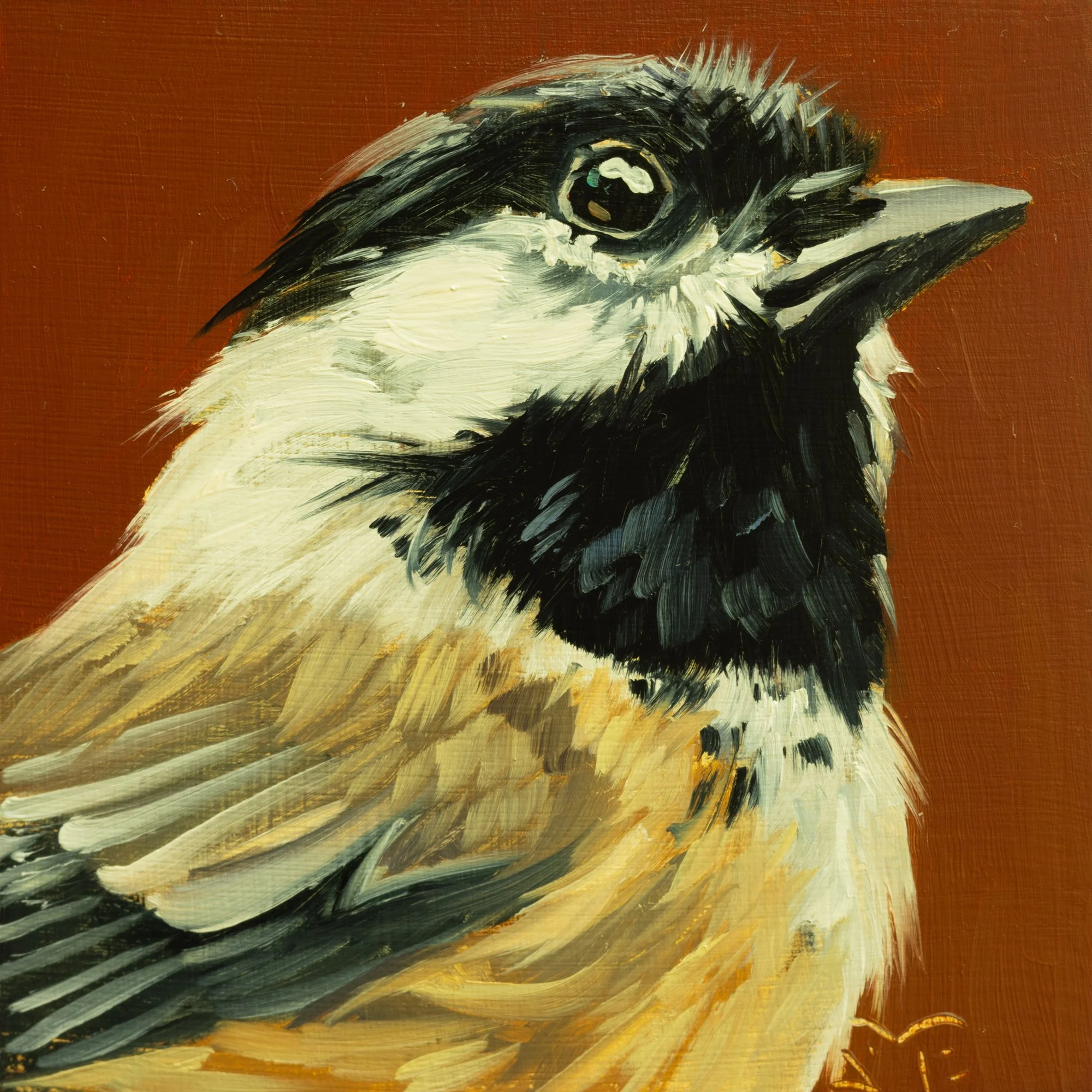 Black-capped Chickadee Portrait 20.jpg