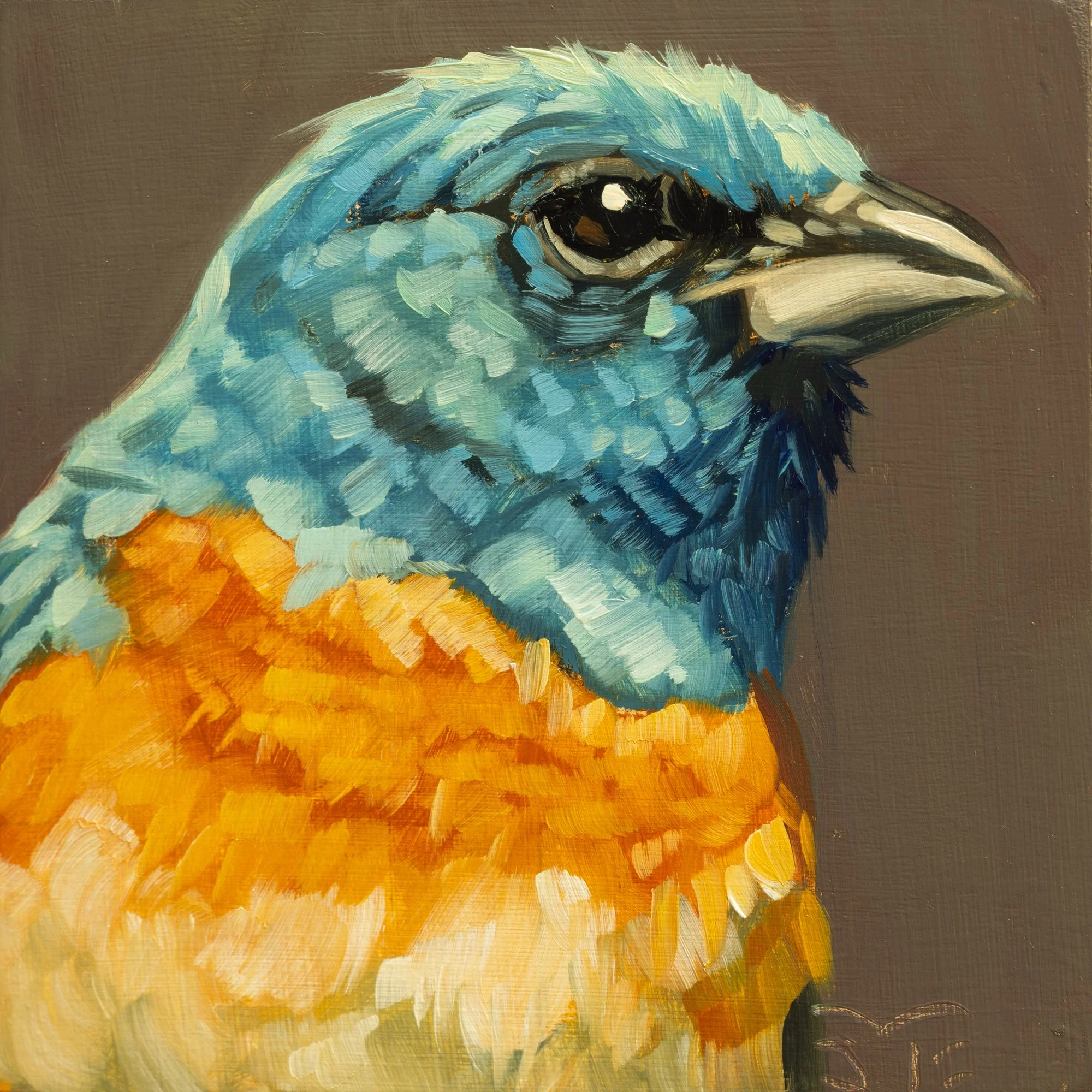 Lazuli Bunting Portrait 7.jpg