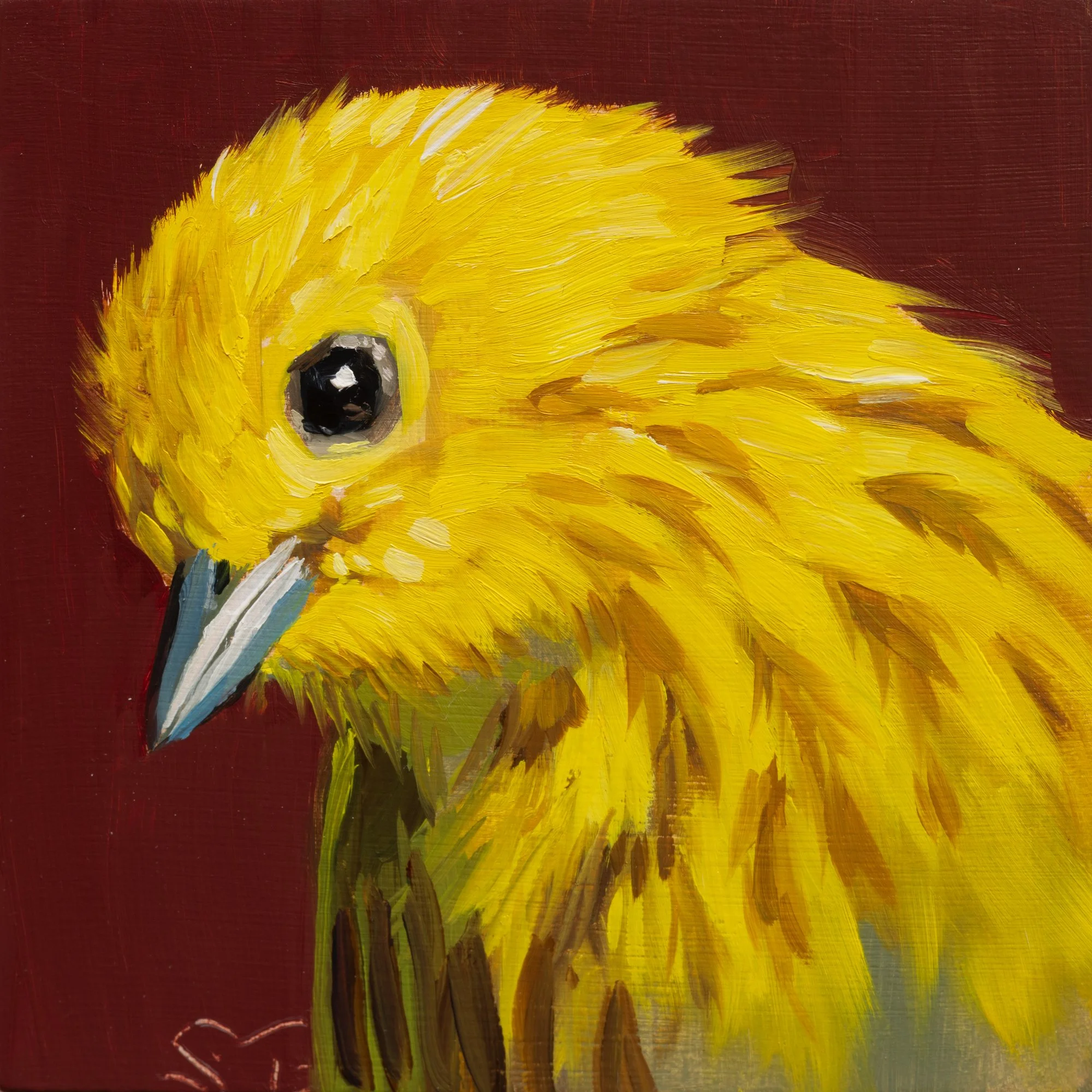 Yellow Warbler Portrait 5.jpg
