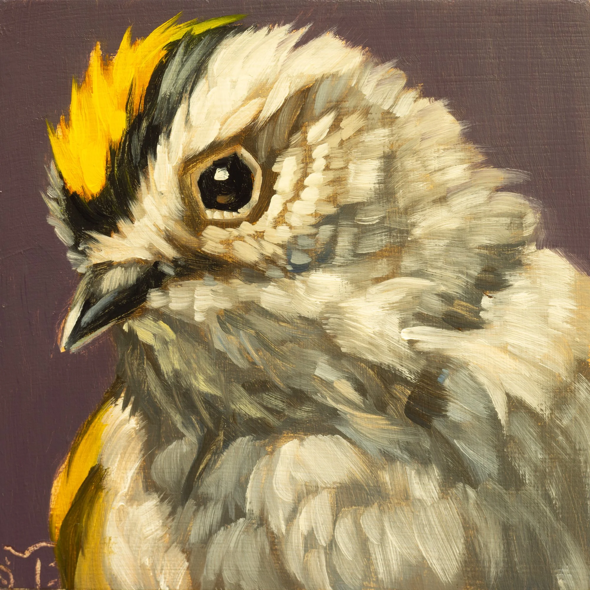 Golden-crowned Kinglet Portrait 2.jpg