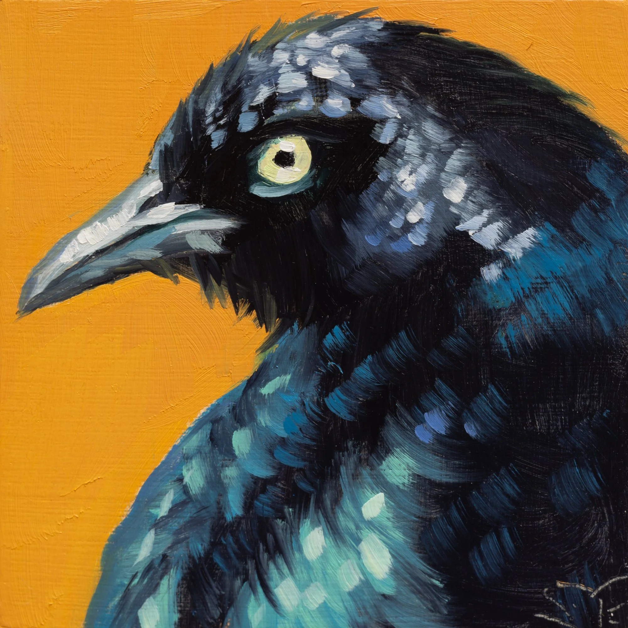 Brewer's Blackbird Portrait 5.jpg