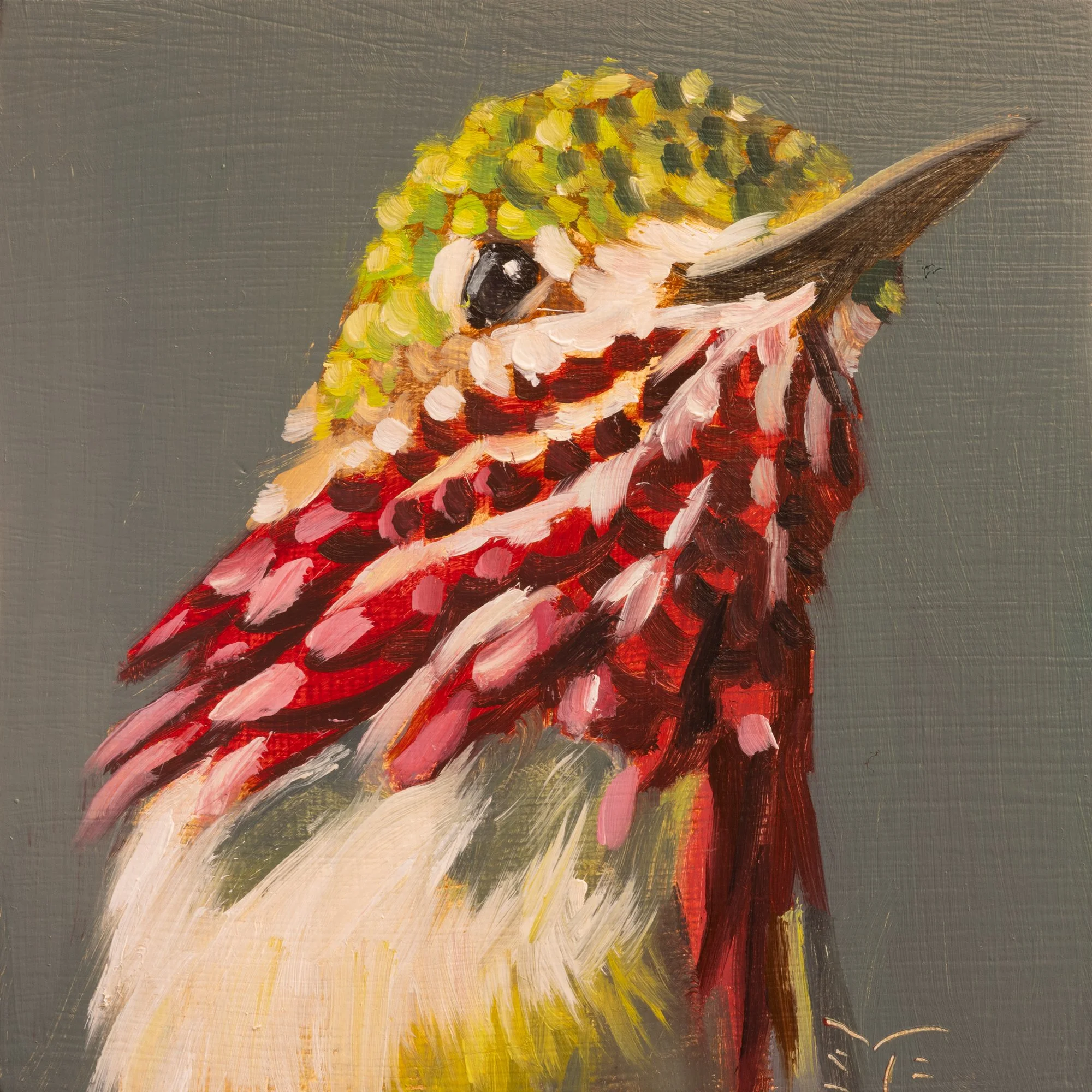 Calliope Hummingbird Portrait 6.jpg