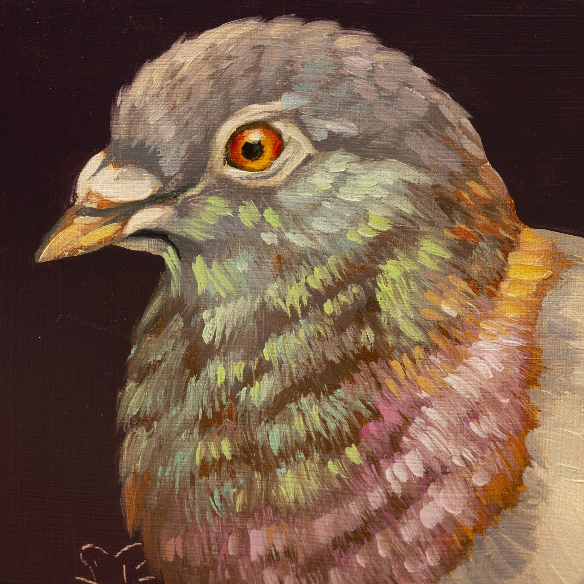 Rock Pigeon Red Bar Portrait 3.jpg