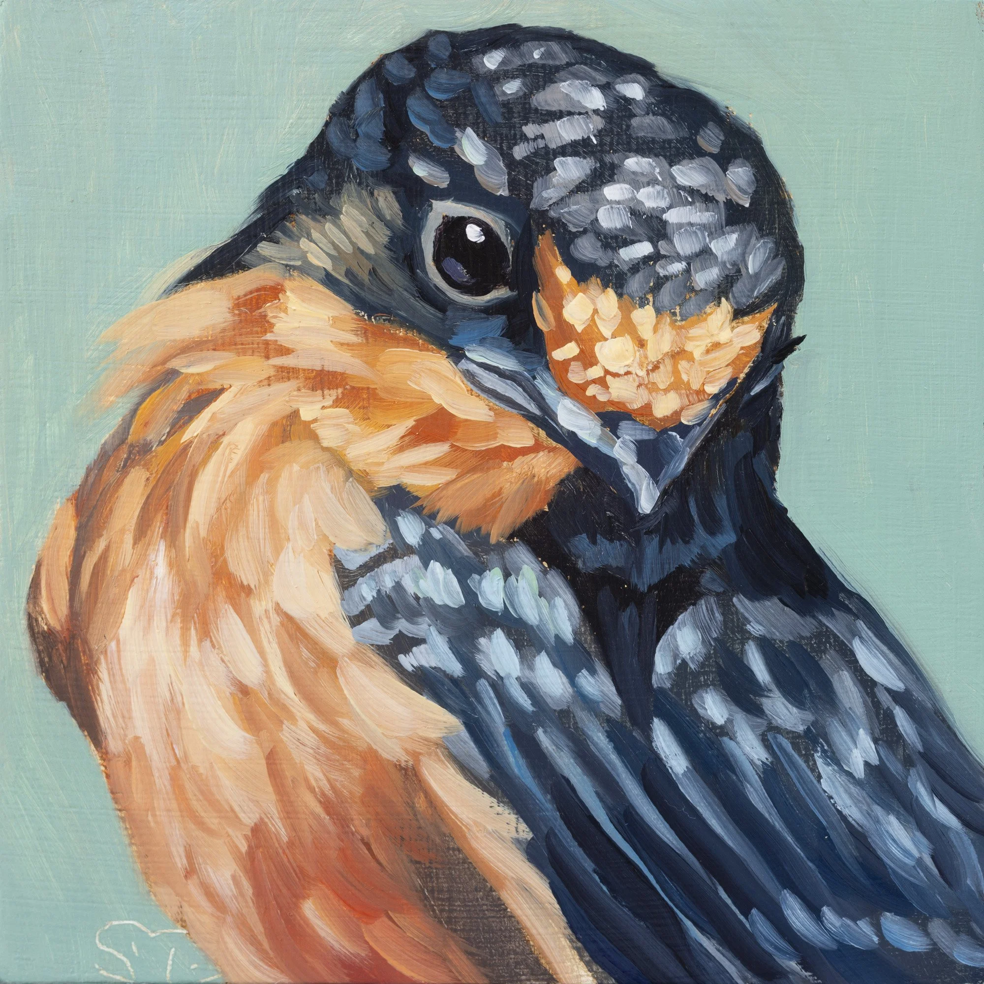 Barn Swallow Portrait 9.jpg