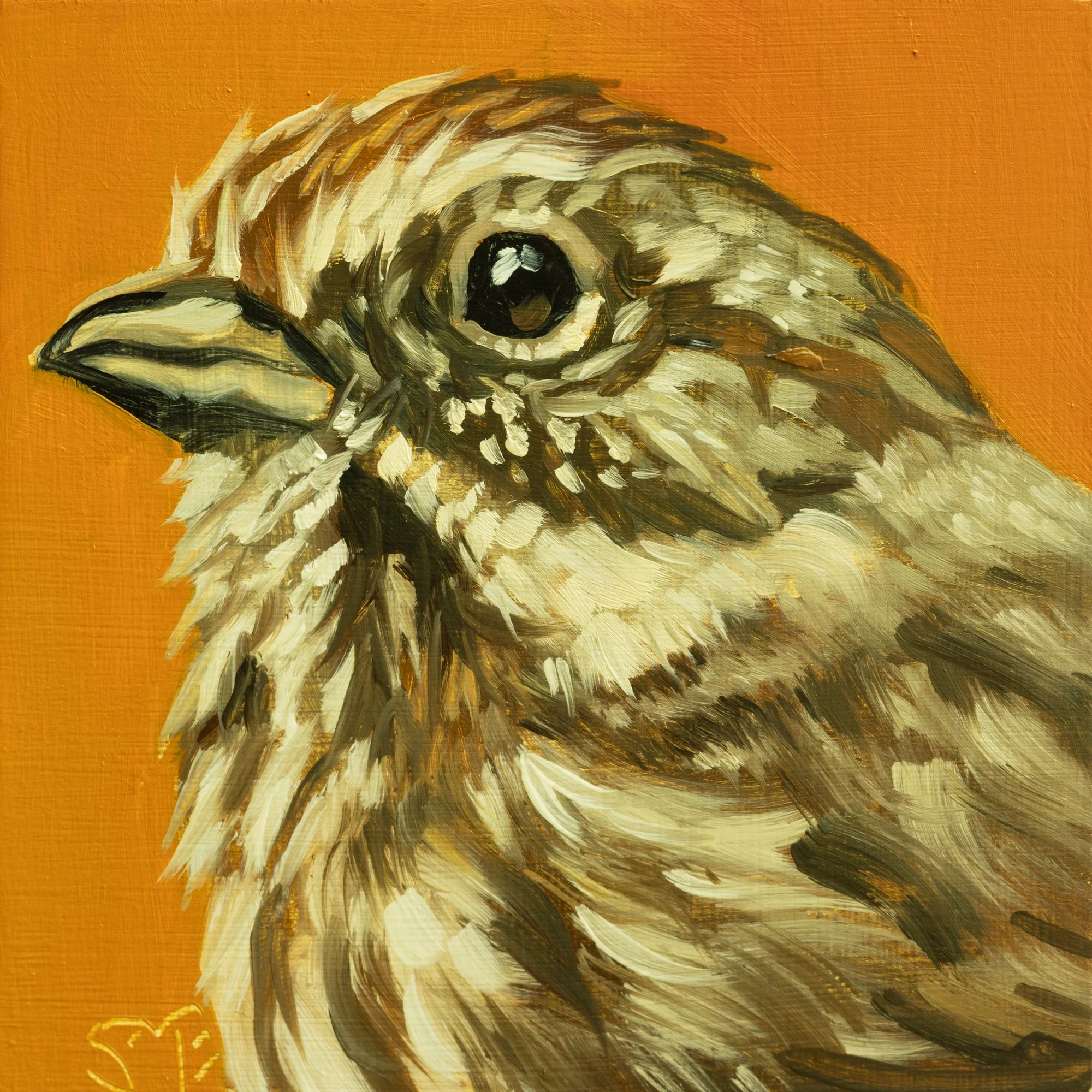 Song Sparrow Portrait 3.jpg