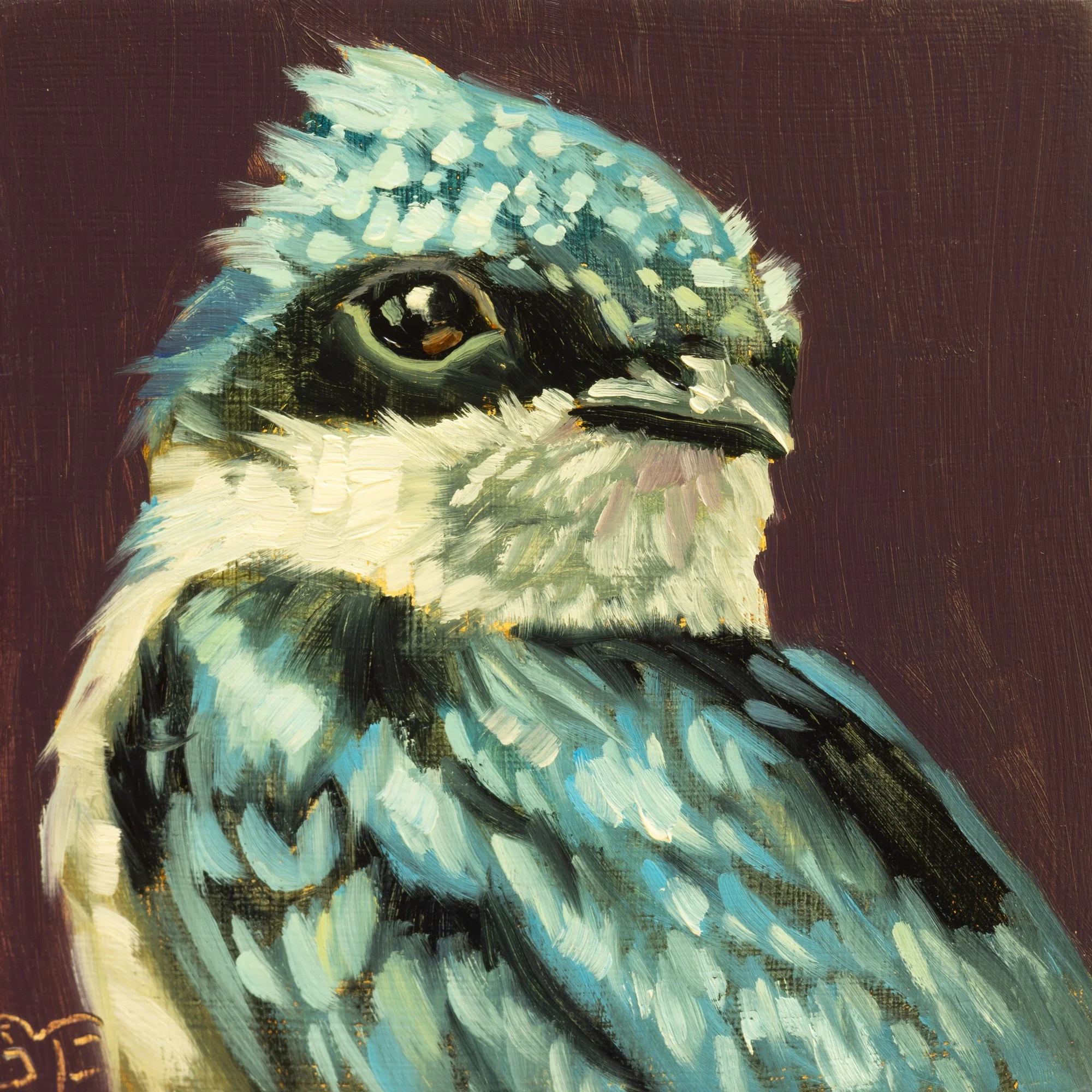 Tree Swallow Portrait 2.jpg