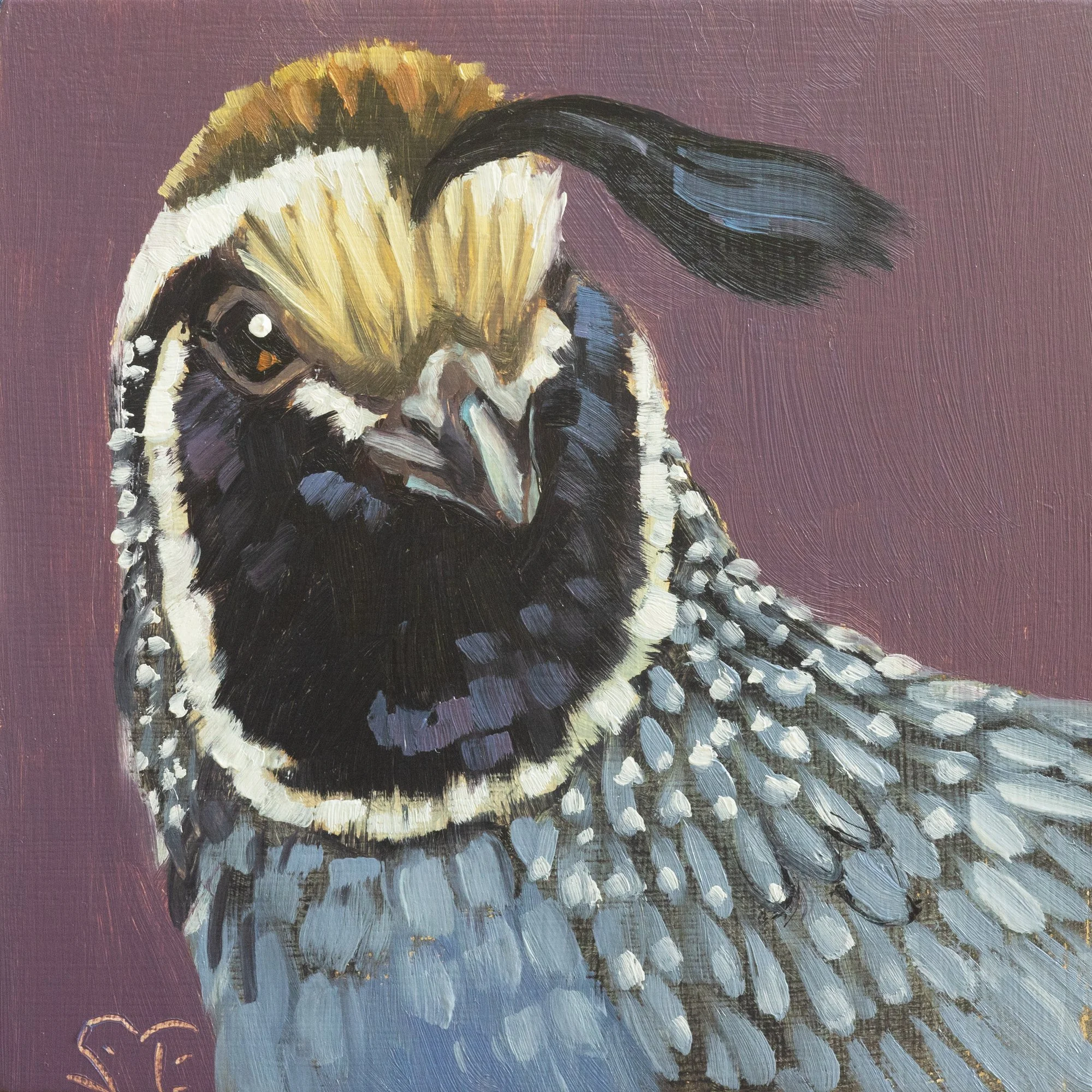 California Quail Portrait 20.jpg