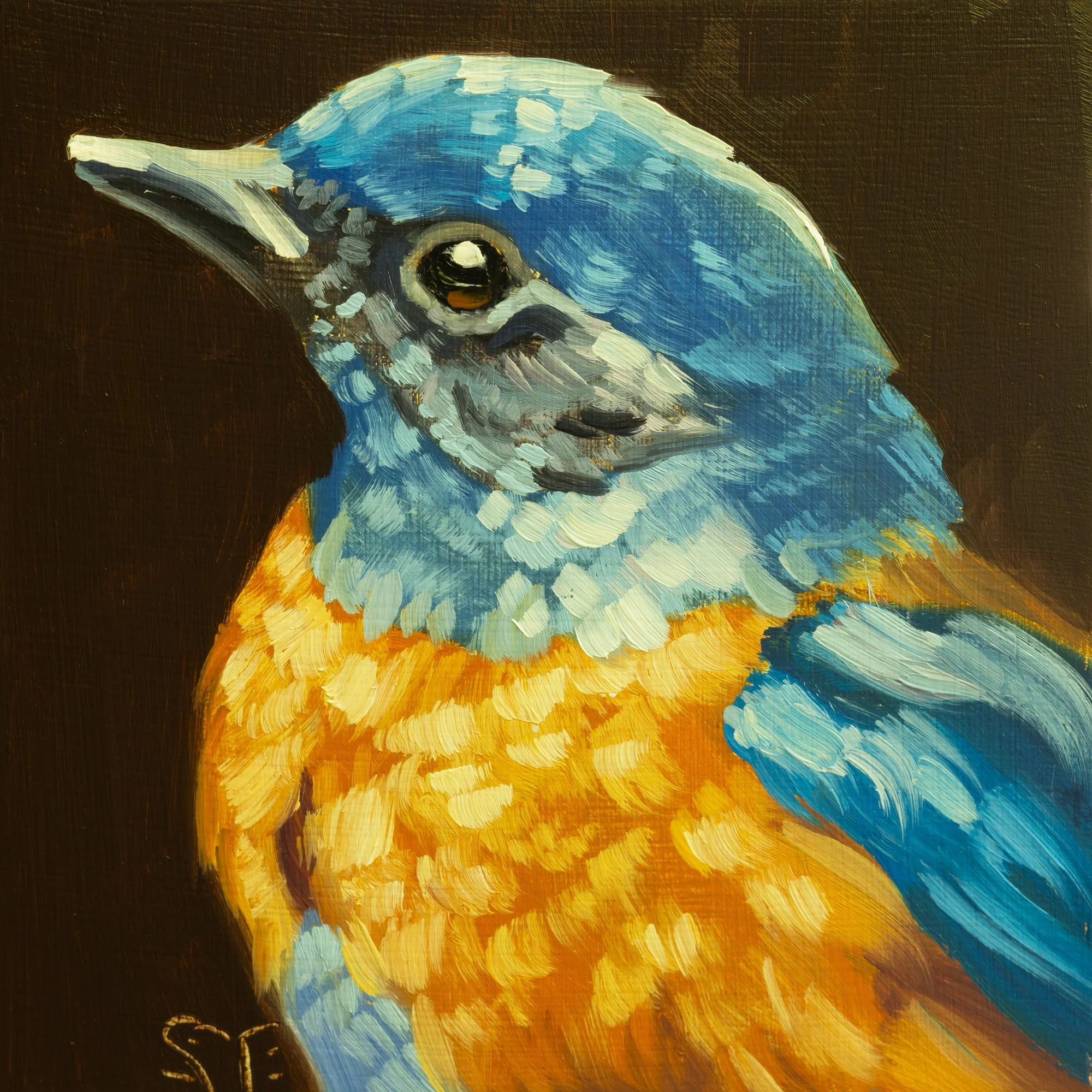 Western Bluebird Portrait 8.jpg