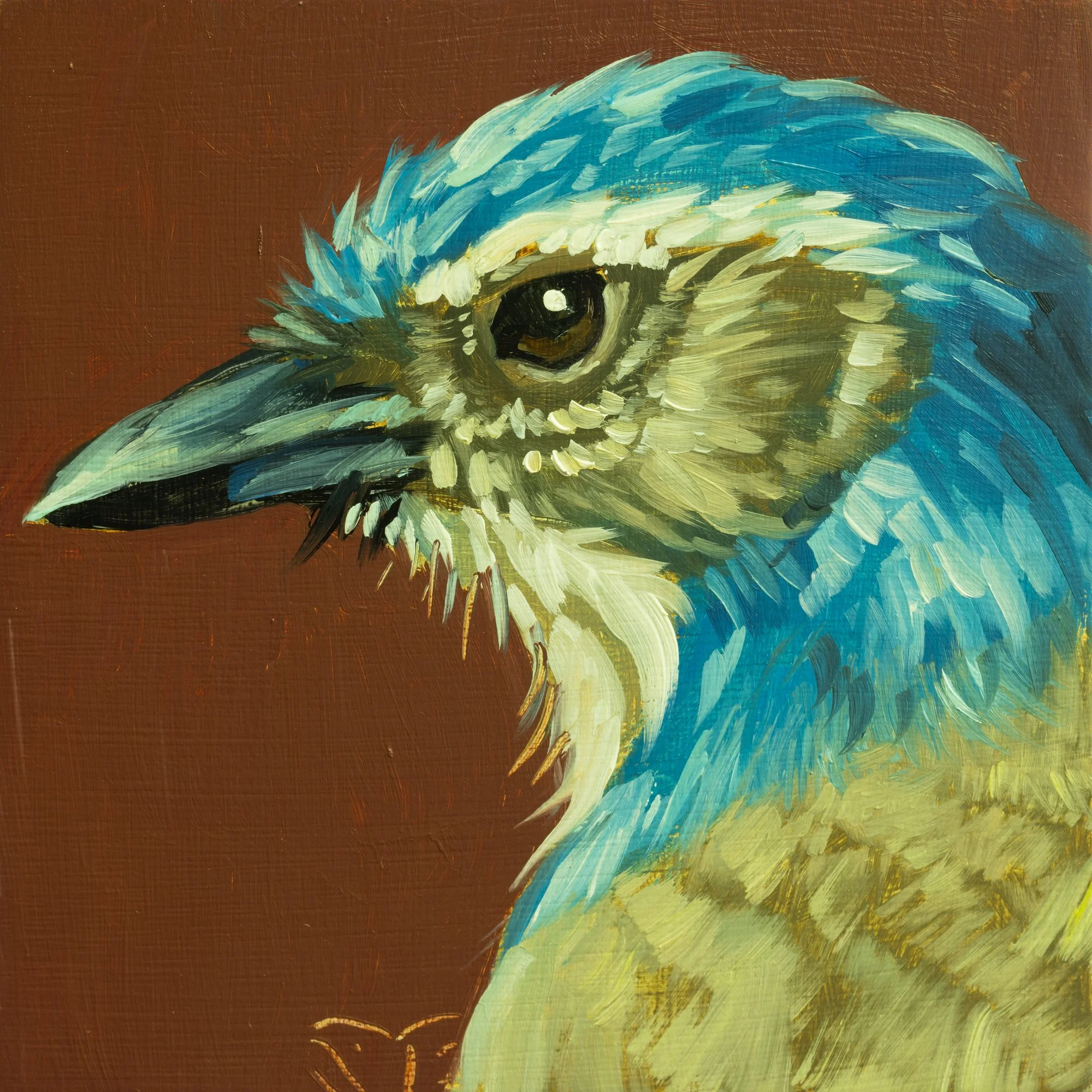 California Scrub Jay Portrait 3.jpg