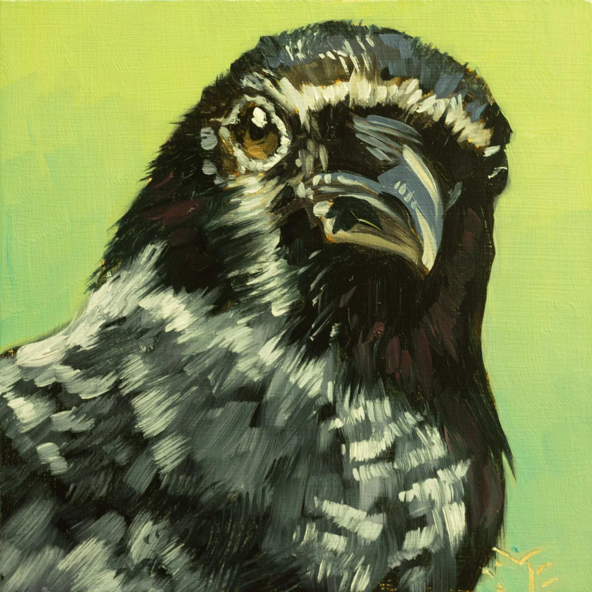 American Crow Portrait 12.jpg