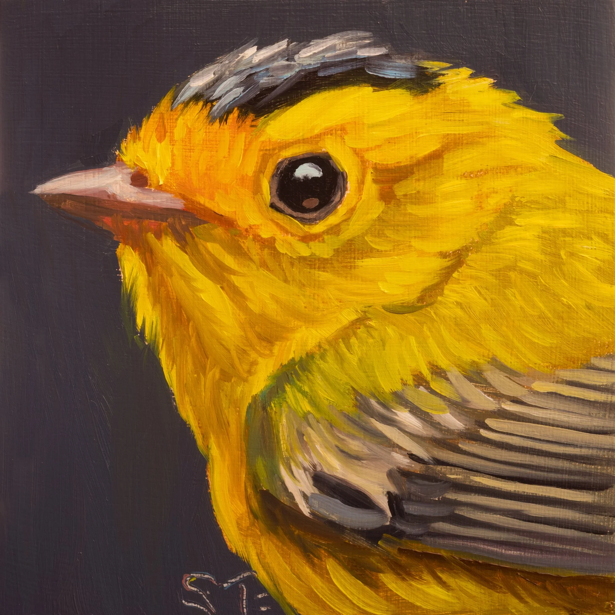 Wilson's Warbler Portrait 2.jpg