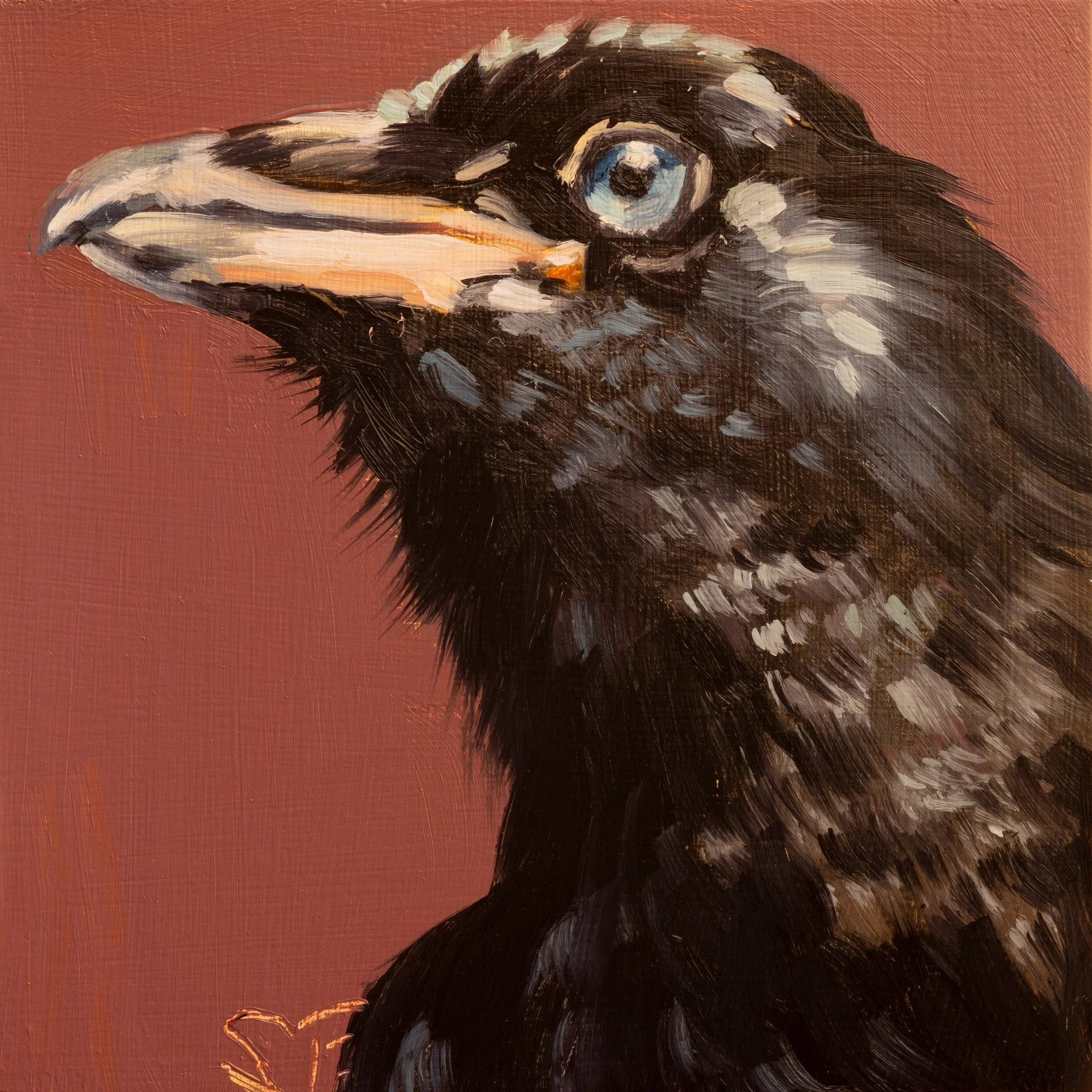 Common Raven Portrait 14.jpg