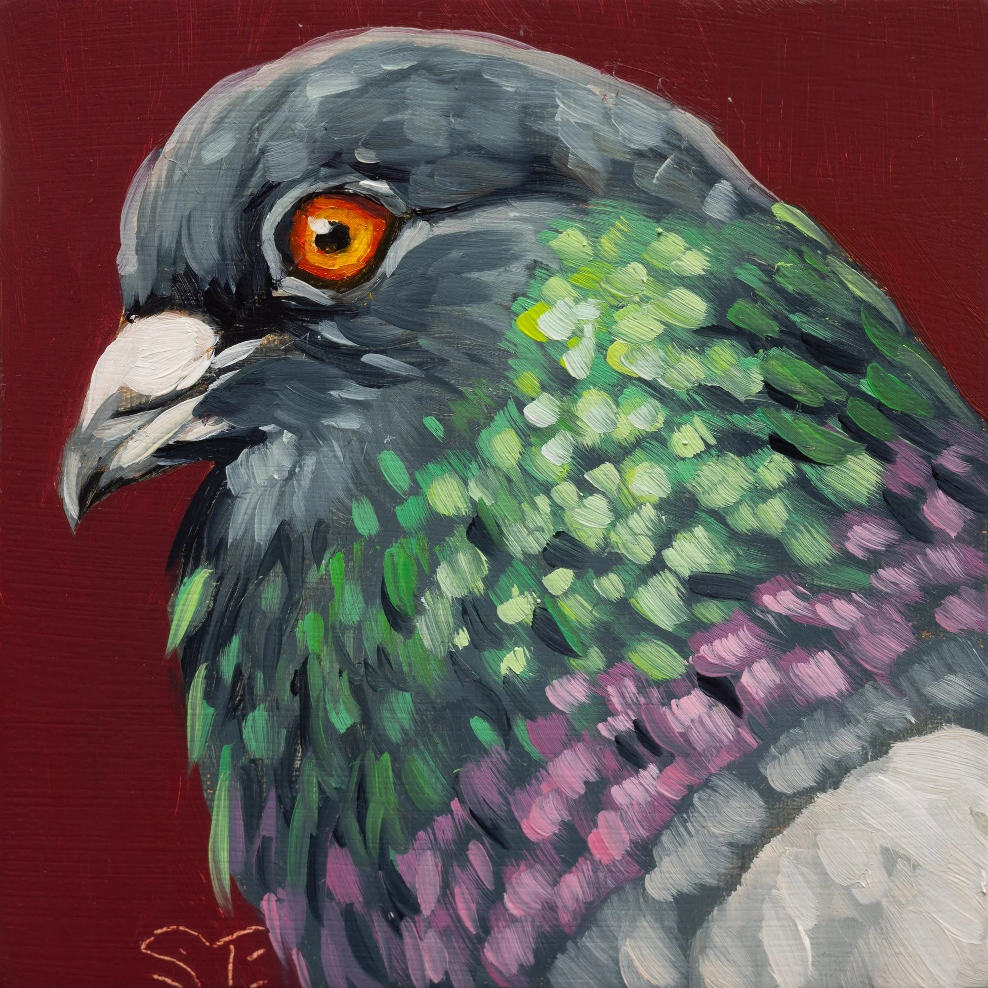 Rock Pigeon Portrait 7.jpg
