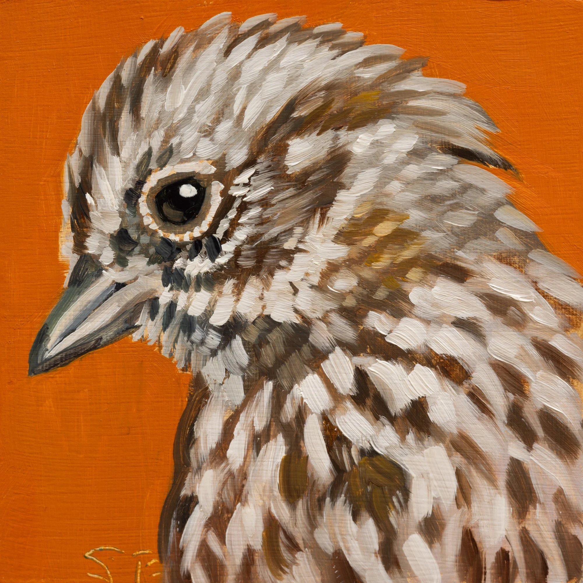 Song Sparrow Portrait 2.jpg