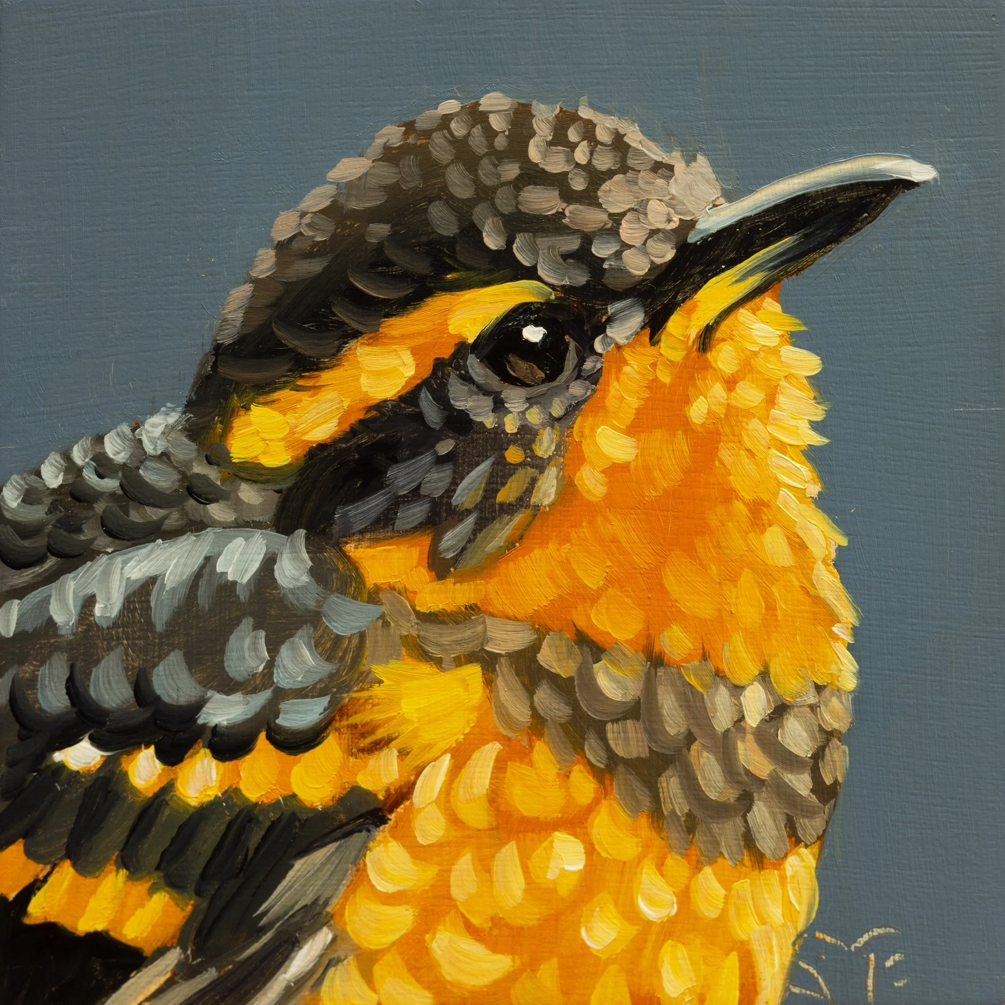 Varied Thrush Female Portrait 11.jpg