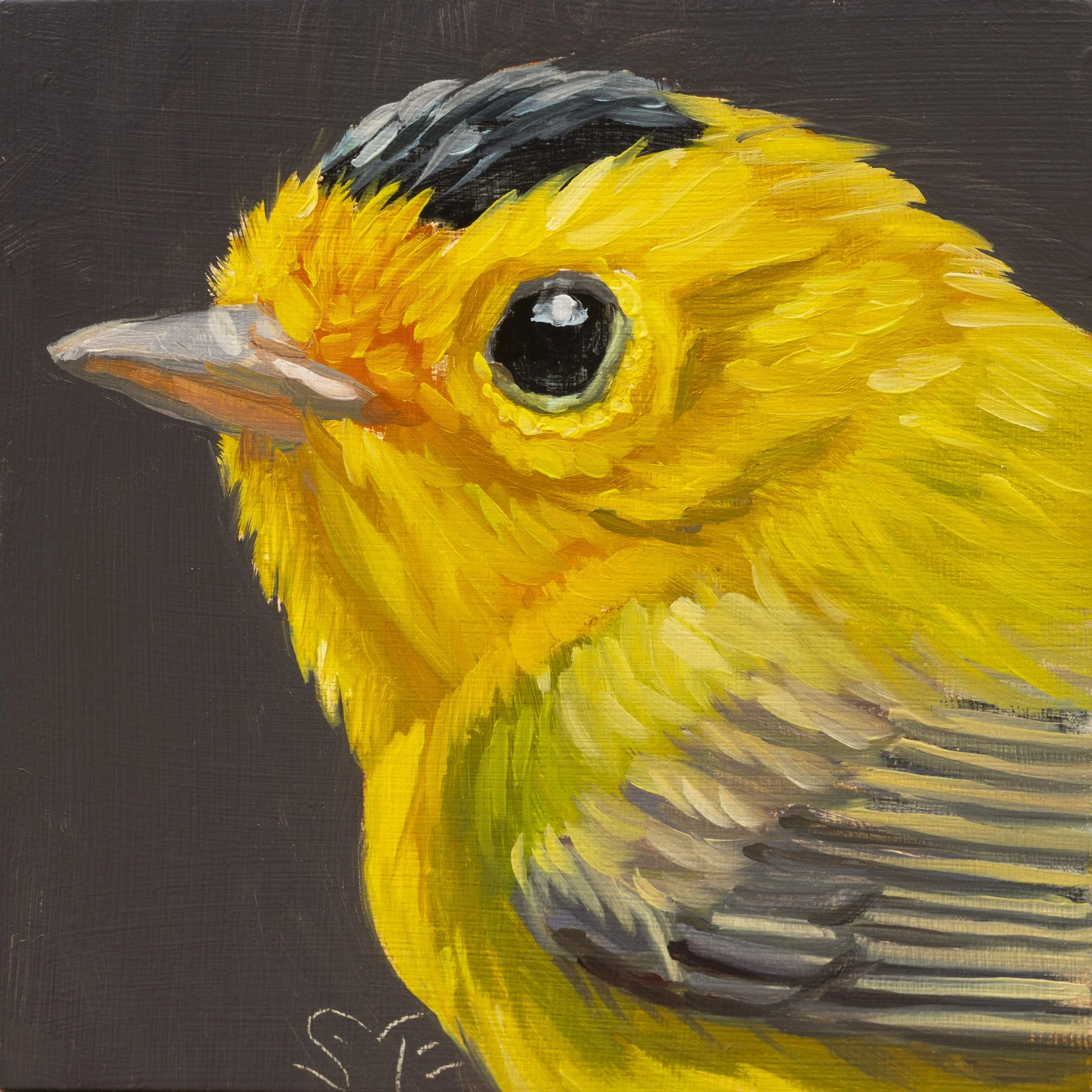 Wilson's Warbler Portrait 3.jpg