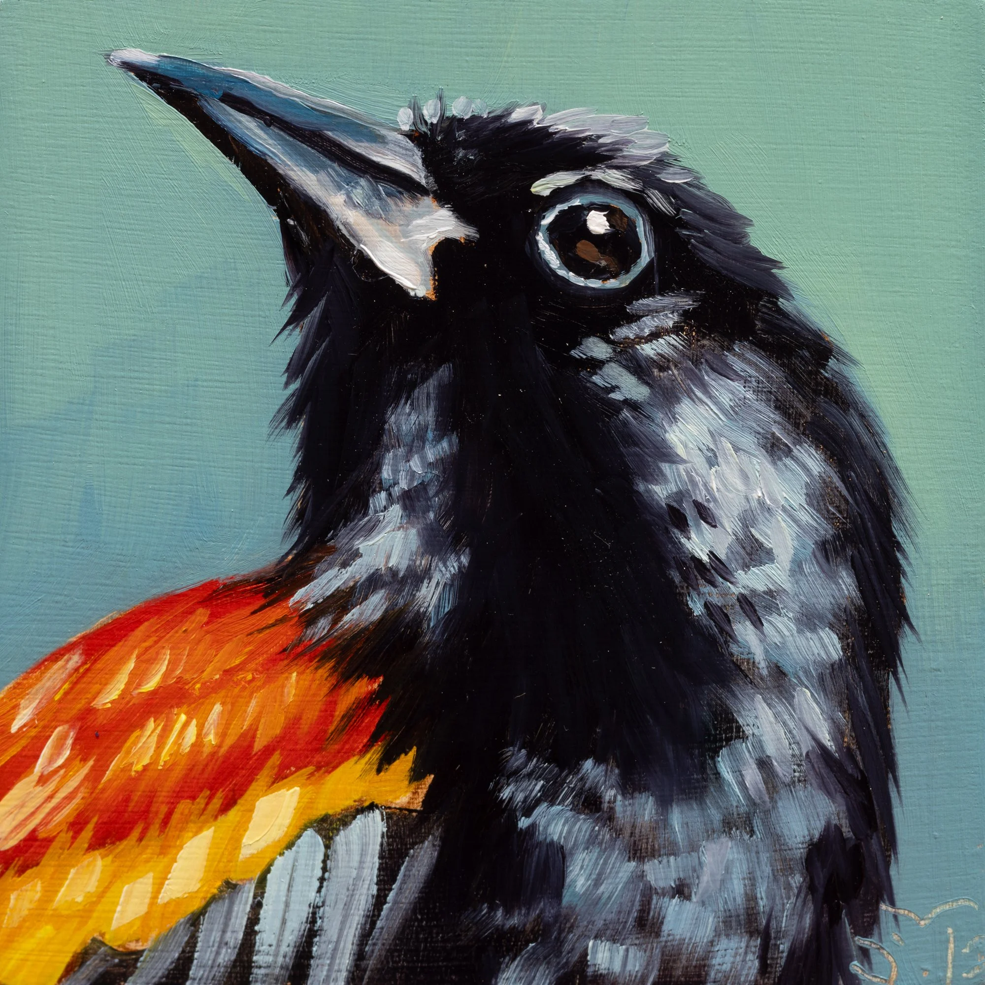 Red-winged Blackbird Portrait 15.jpg