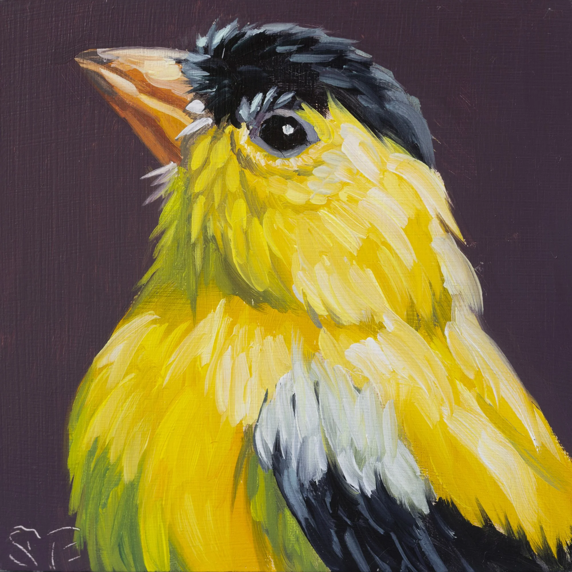 American Goldfinch Portrait 18.jpg
