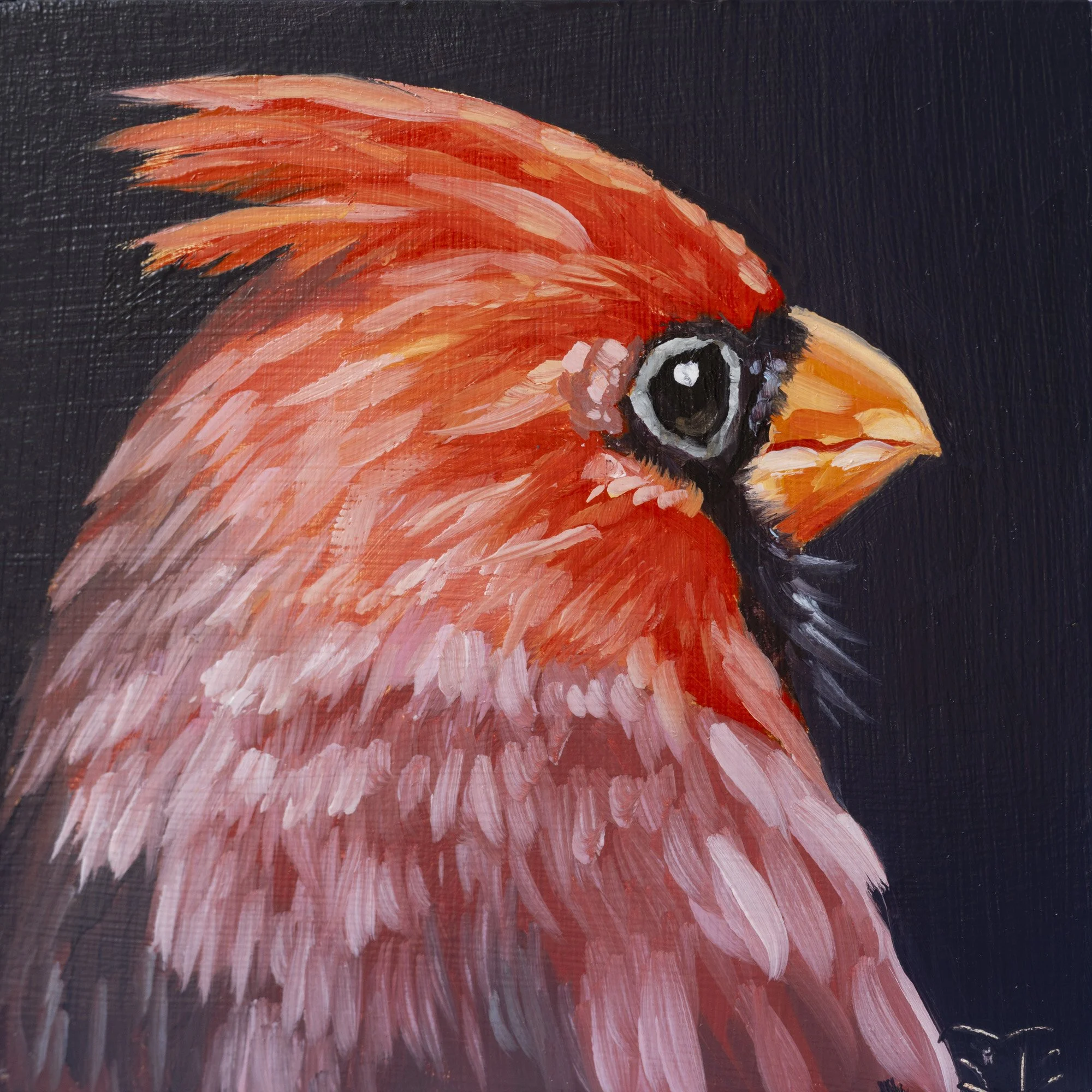 Northern Cardinal Portrait 10.jpg