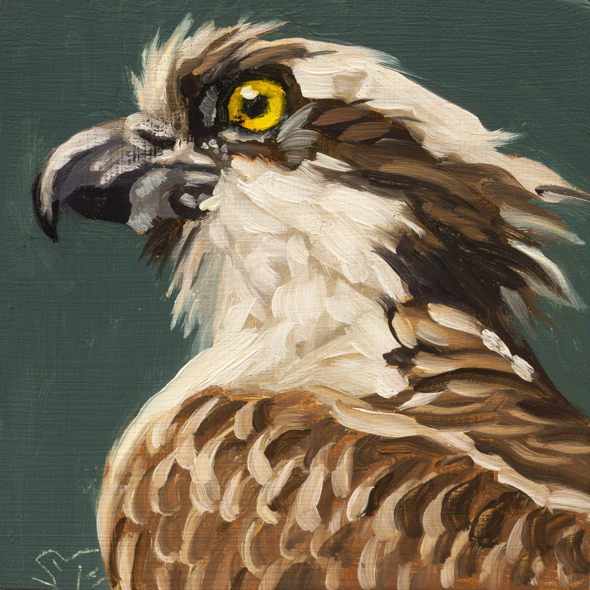 Osprey Portrait 5.jpg