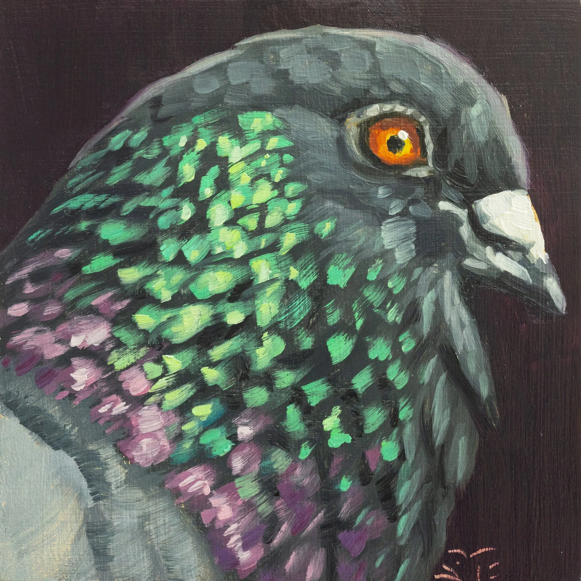 Rock Pigeon Portrait 5.jpg